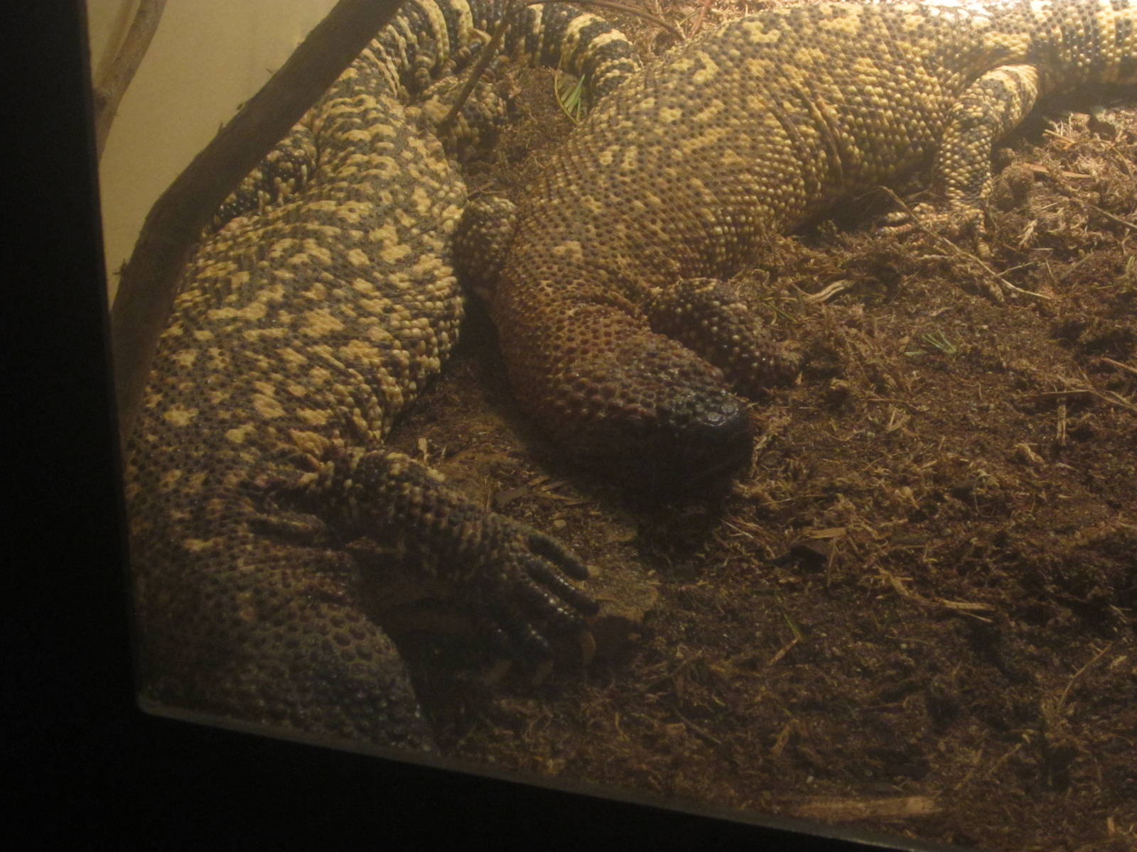 Festival of Lights 2013 - Reptile House - Beaded Lizards