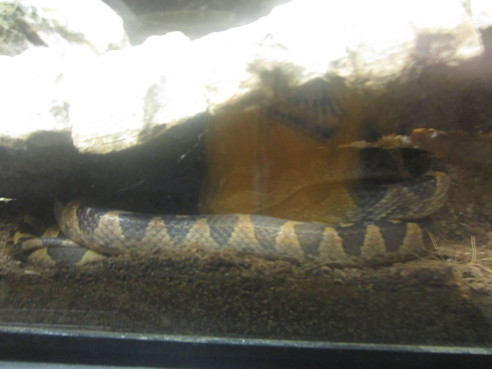 Festival of Lights 2013 - Reptile House - Cat-eyed Snake