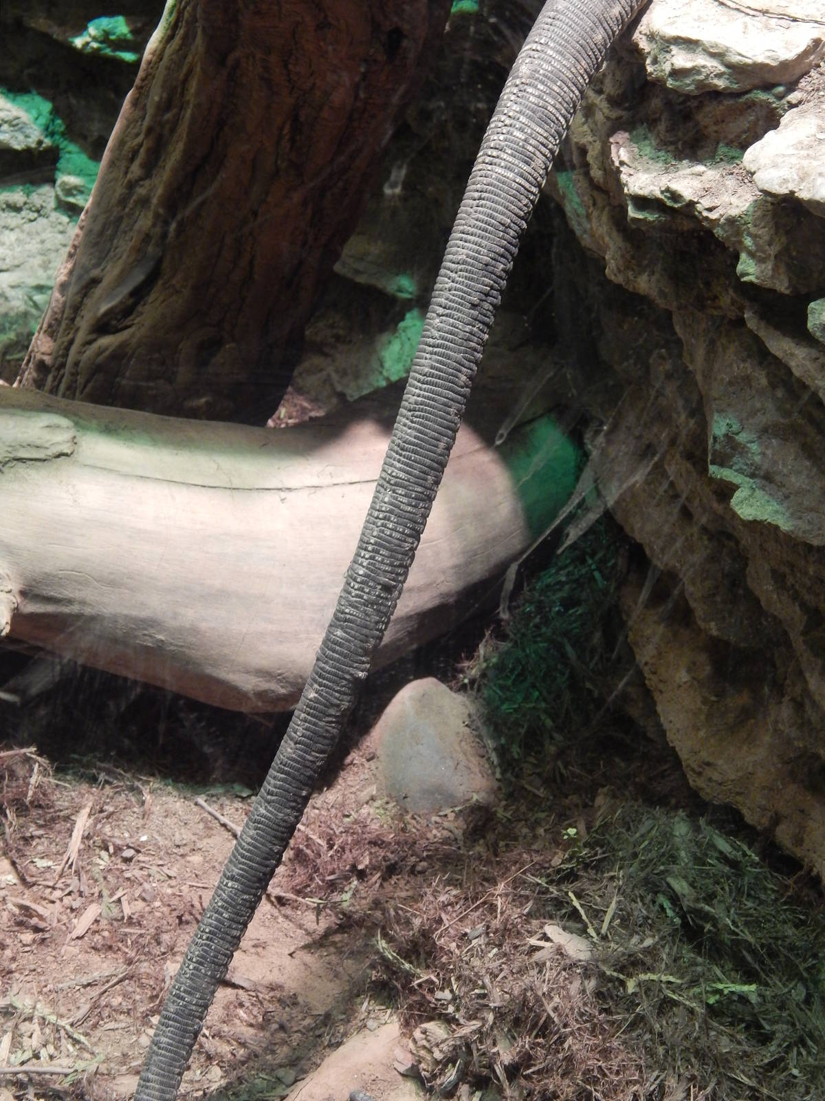 Festival of Lights 2013 - Reptile House - Crocodile Monitor tail
