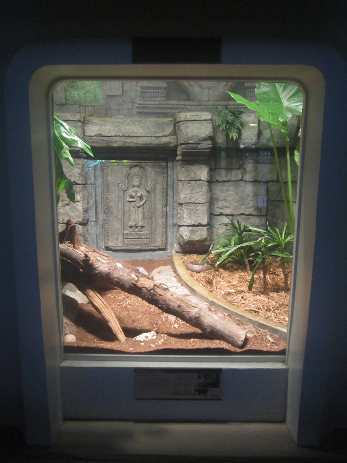 Festival of Lights 2013 - Reptile House - King Cobra Exhibit