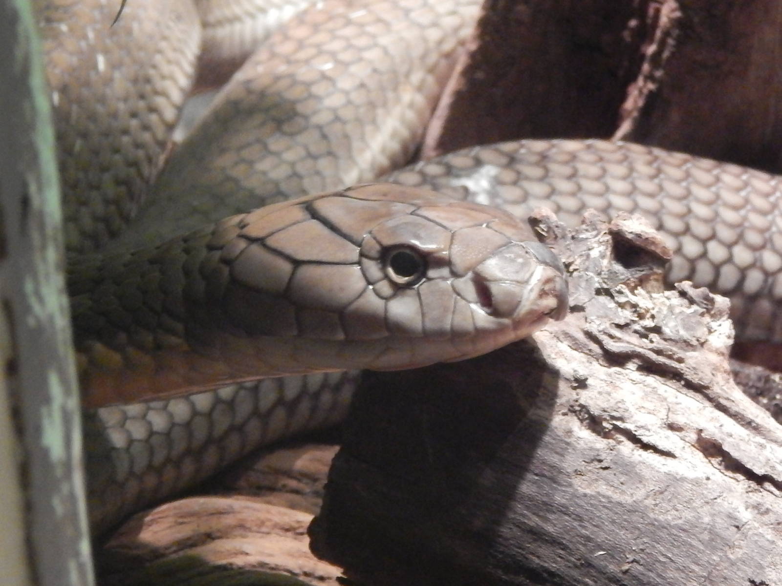 Festival of Lights 2013 - Reptile House - King Cobra