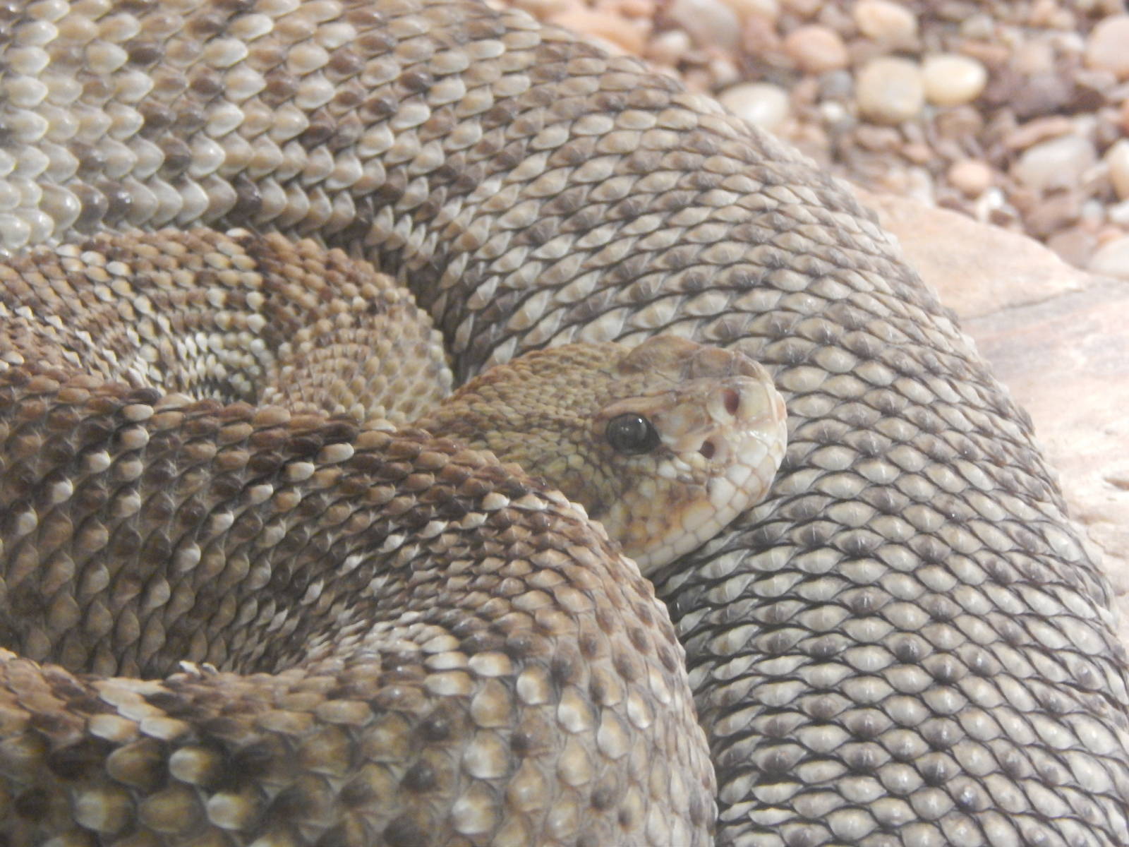 Festival of Lights 2013 - Reptile House - Mexican West Coast Rattlesnake
