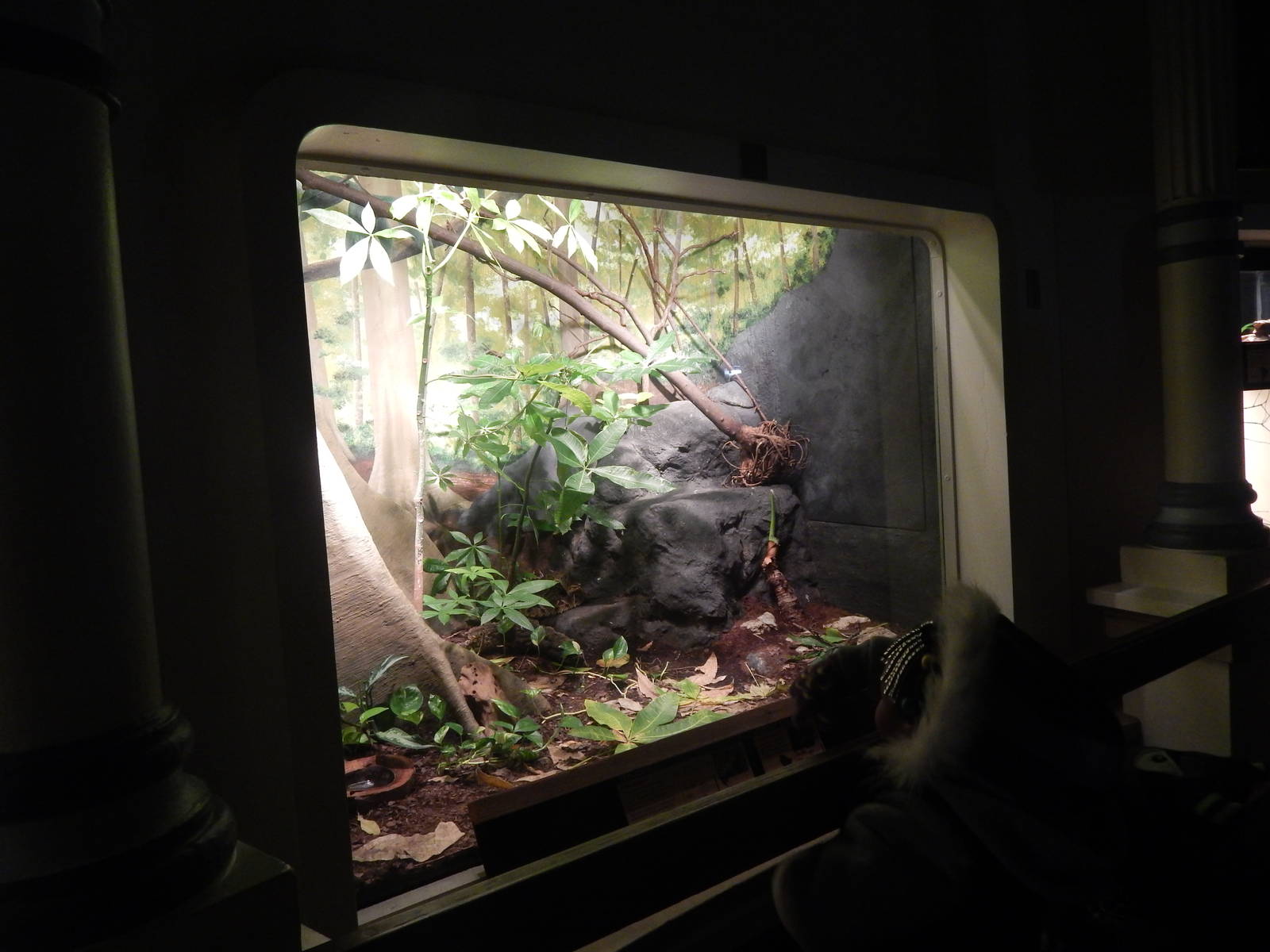 Festival of Lights 2013 - Reptile House - Parrot snake + Terciopelo Exhibit