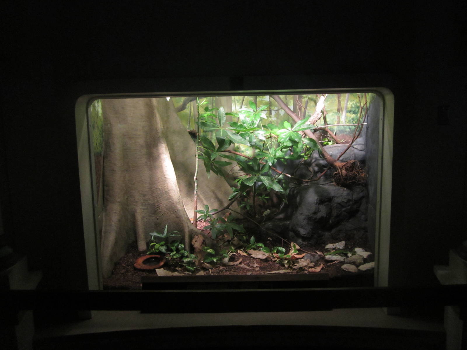 Festival of Lights 2013 - Reptile House - Parrot Snake + Tercopelo Exhibit