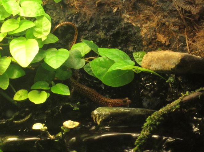 Festival of Lights 2013 - Reptile House - Spotted-tail Salamander