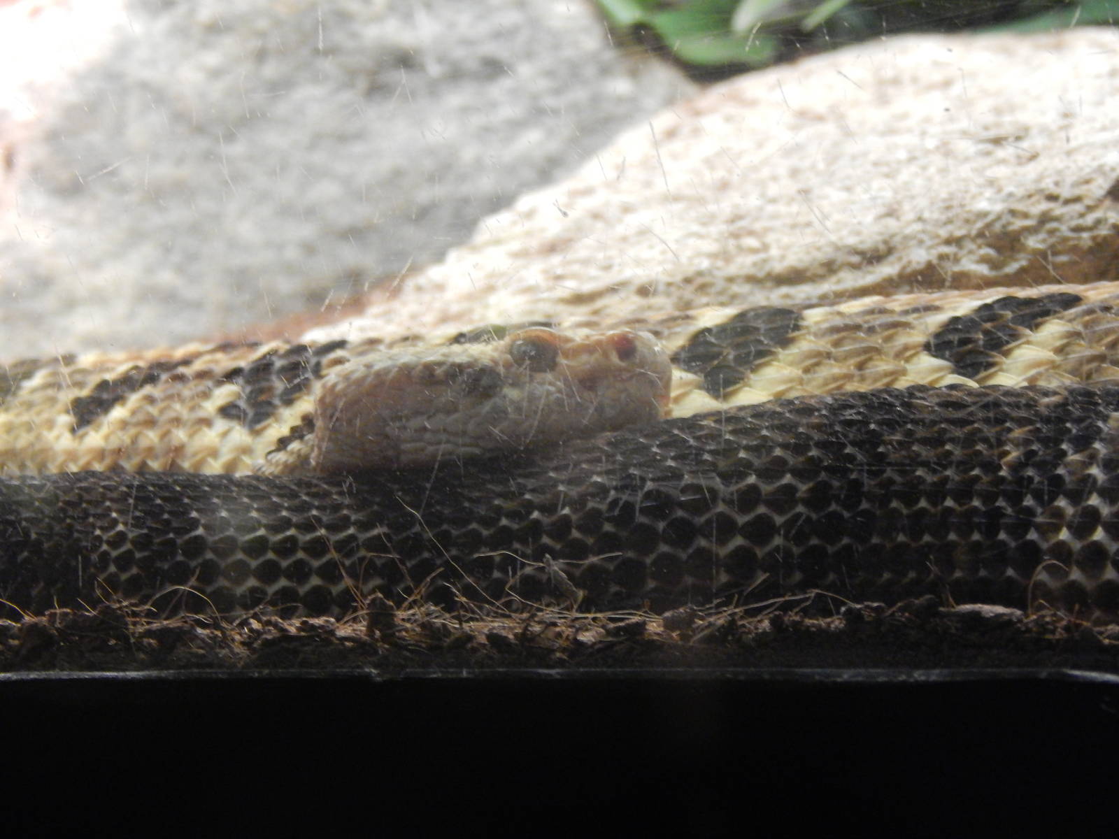 Festival of Lights 2013 - Reptile House - Timber Rattlesnake