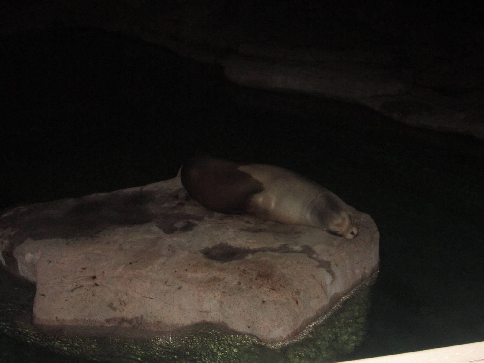 Festival of Lights 2013 - Sea Lion Falls - Duke