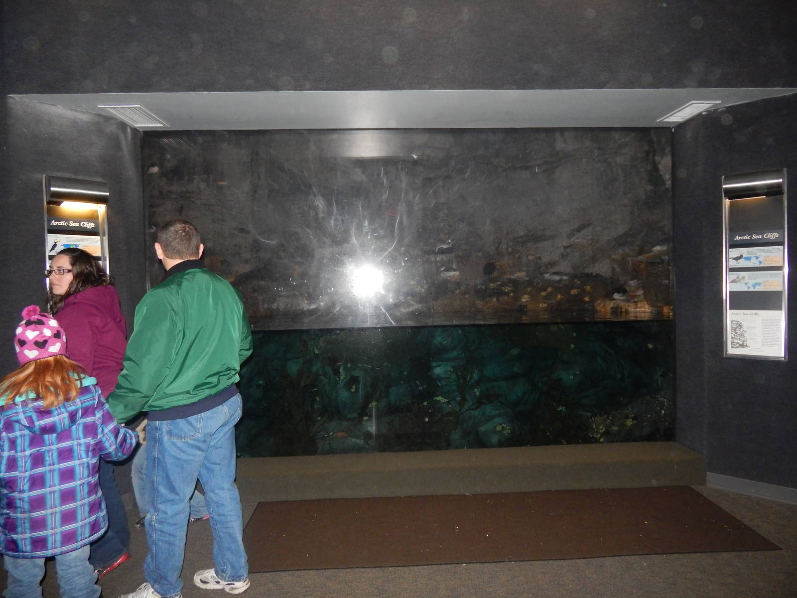 Festival of Lights 2013 - Wings of the World - Arctic Sea Cliffs + Viewing