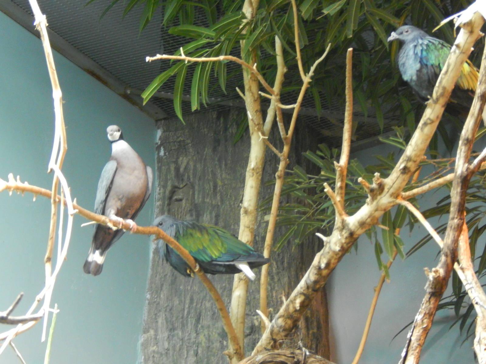 Festival of Lights 2013 - Wings of the World - Black-collared Fruit Pigeon