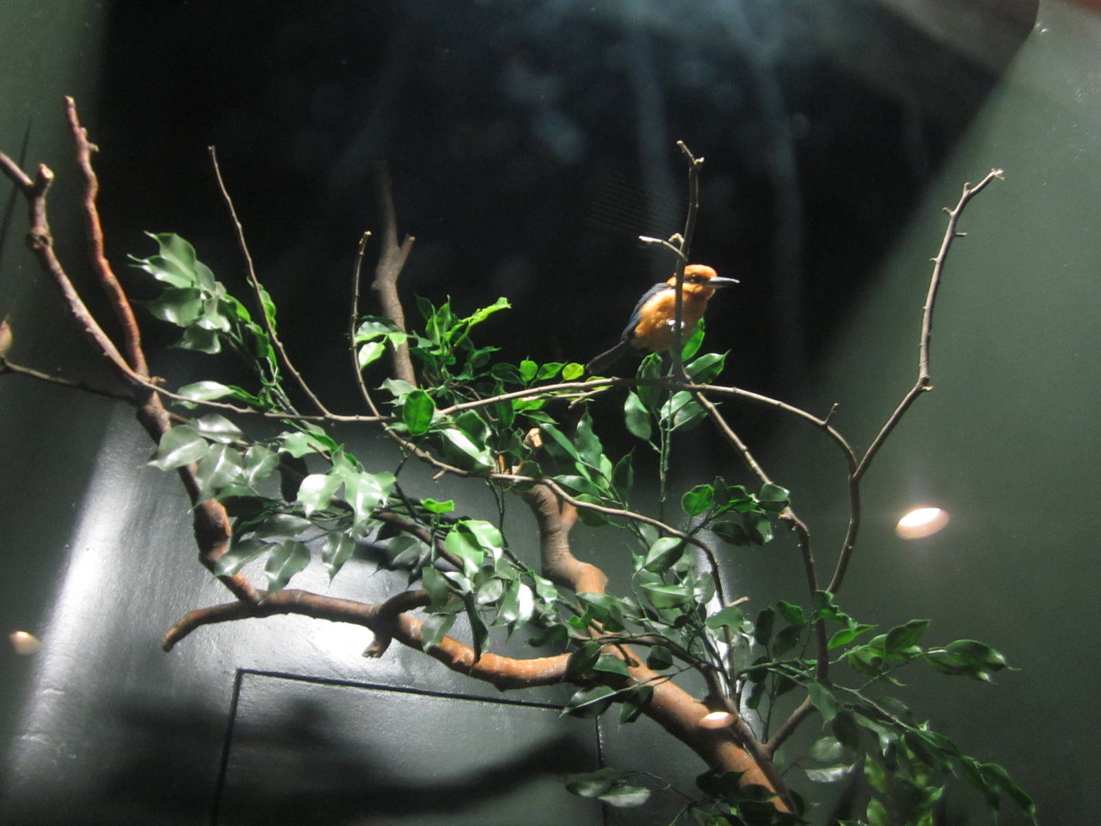 Festival of Lights 2013 - Wings of the World - Guam Kingfisher