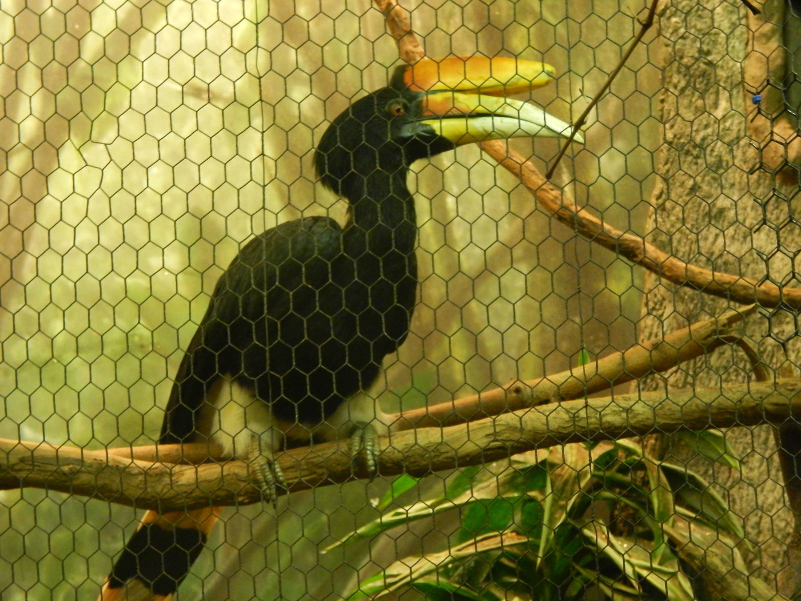 Festival of Lights 2013 - Wings of the World - Rhinoceros Hornbill