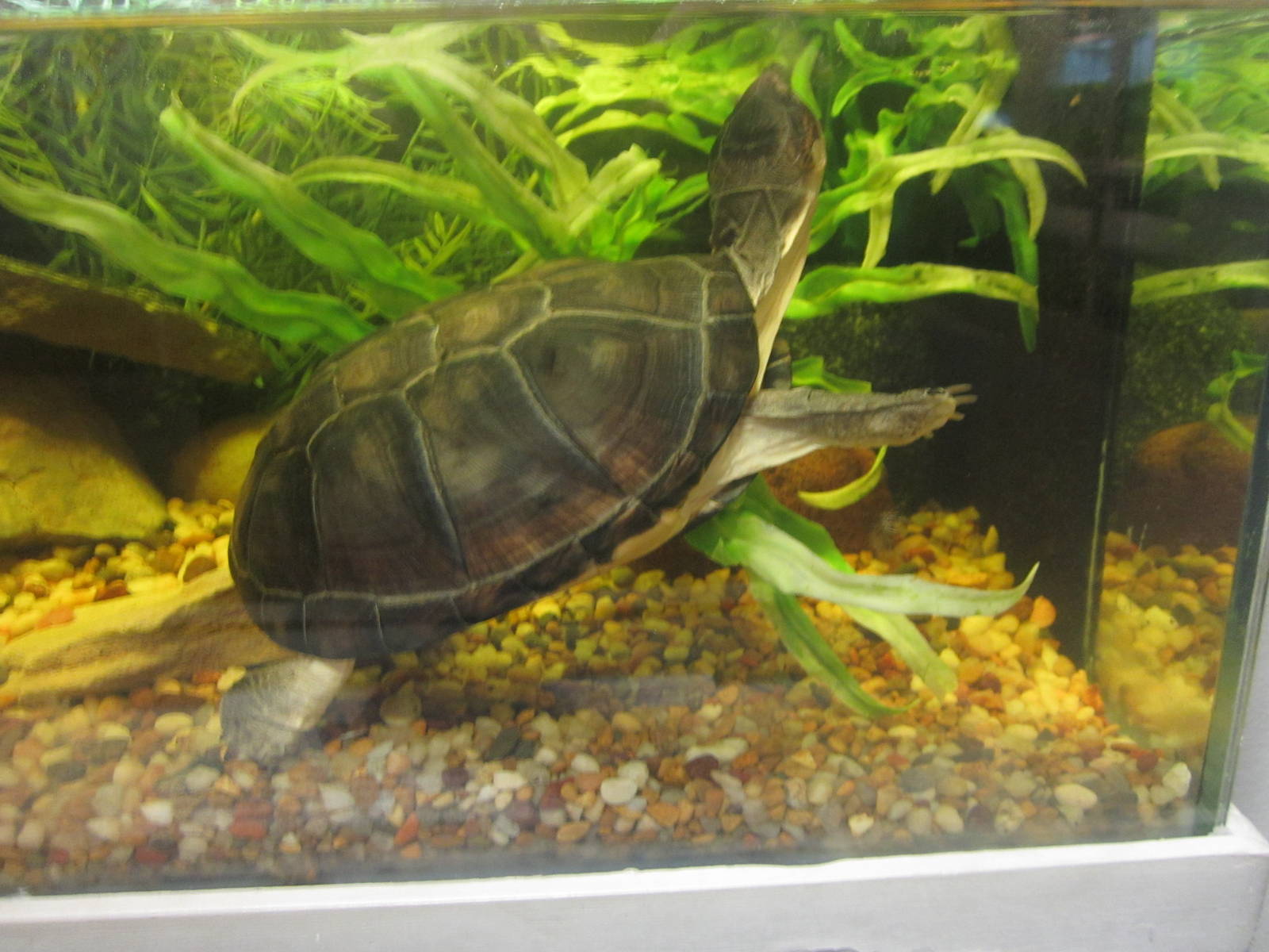 Festival of Lights 2013 - World of the Insect - African-helmeted Turtle
