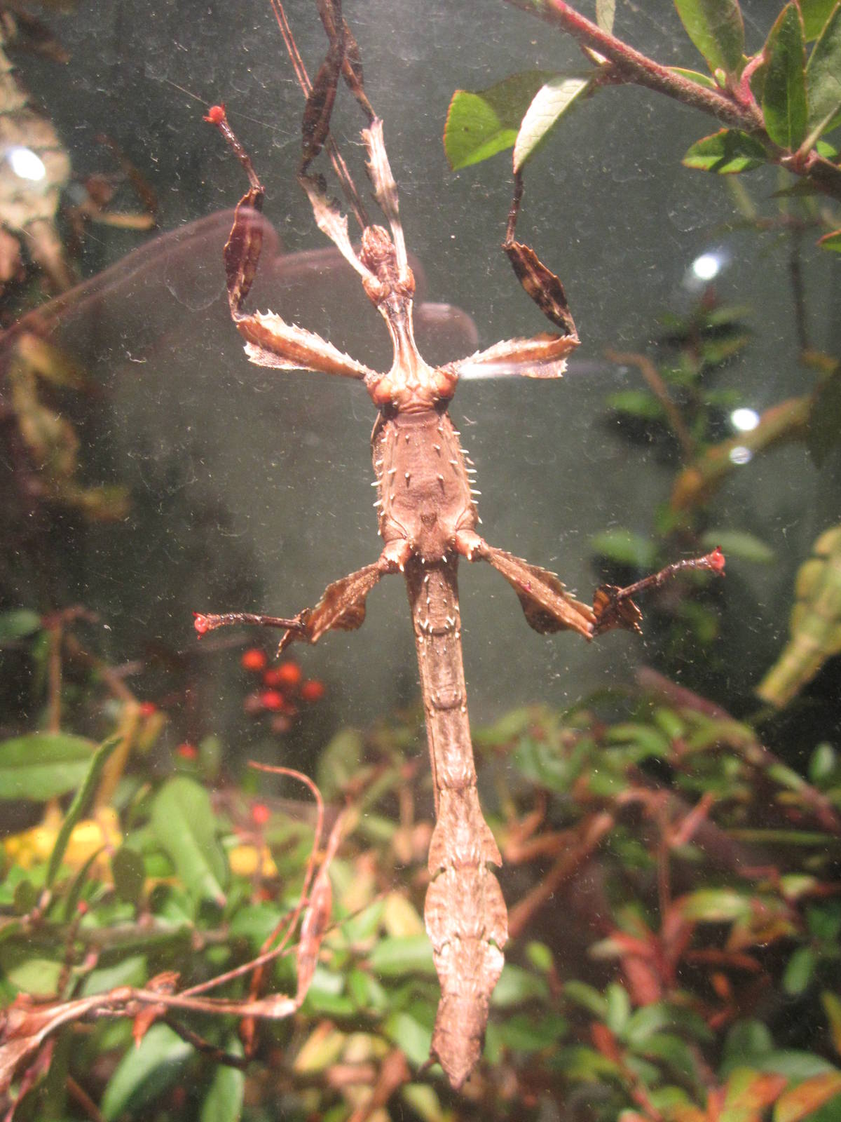 Festival of Lights 2013 - World of the Insect - Australian Walking Stick