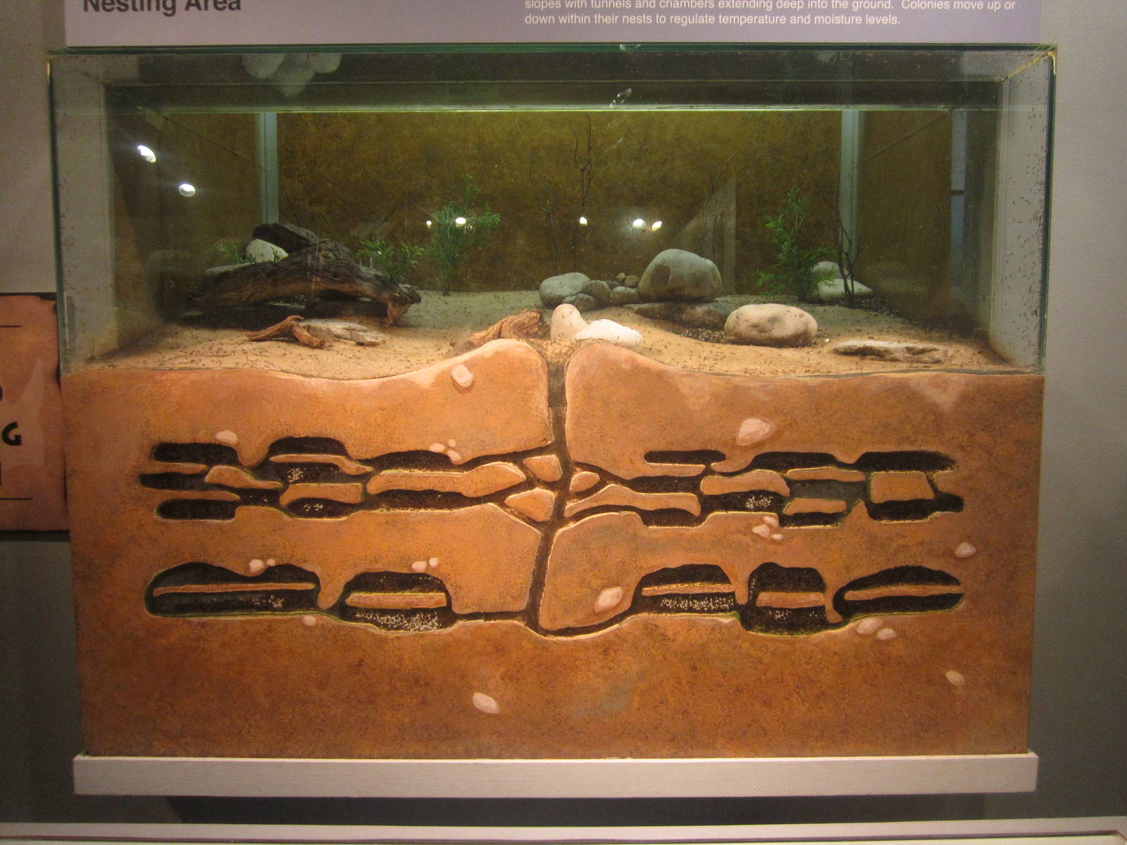 Festival of Lights 2013 - World of the Insect - Big-headed Ant Exhibit