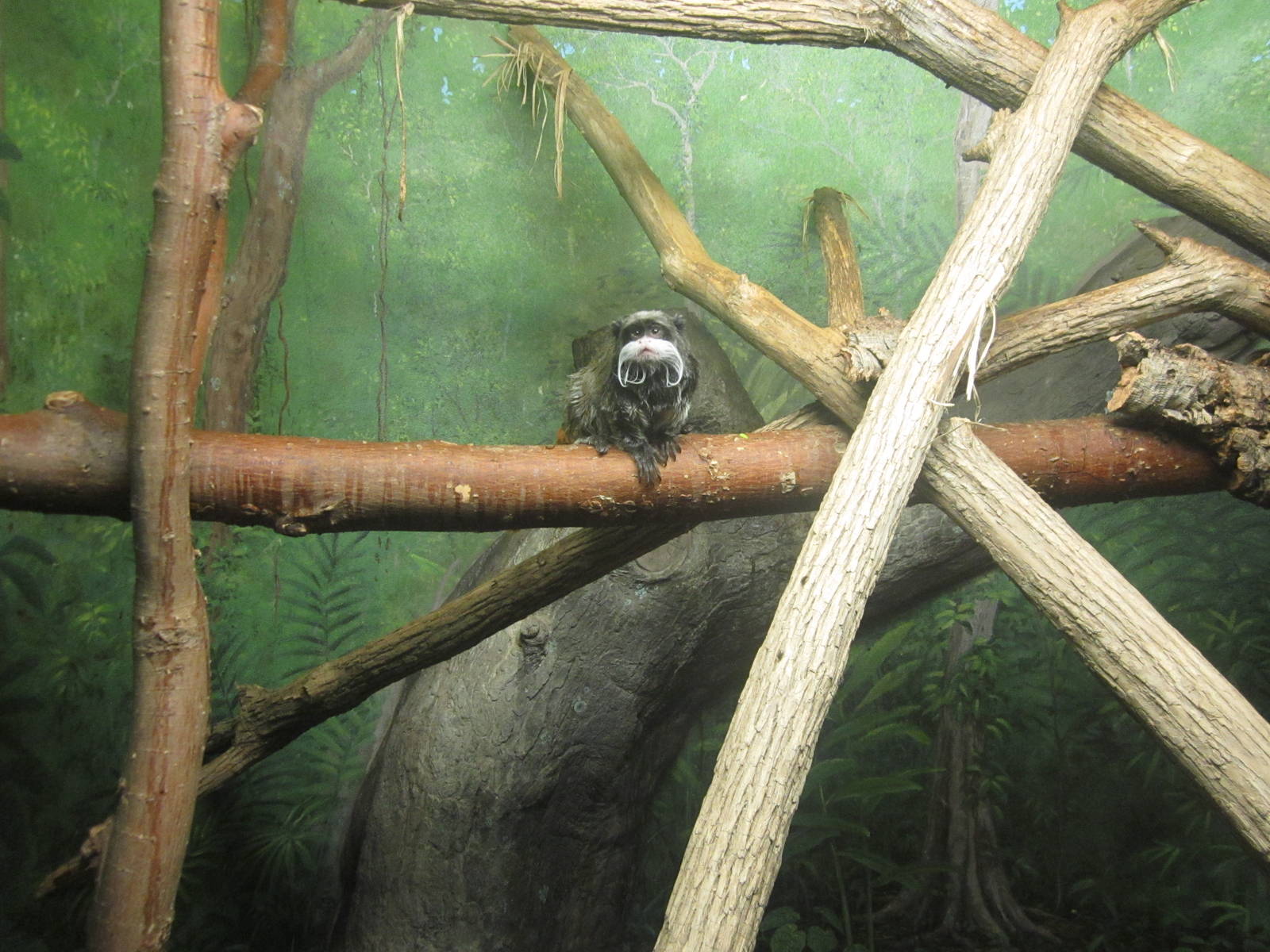 Festival of Lights 2013 - World of the Insect - Emperor Tamarin