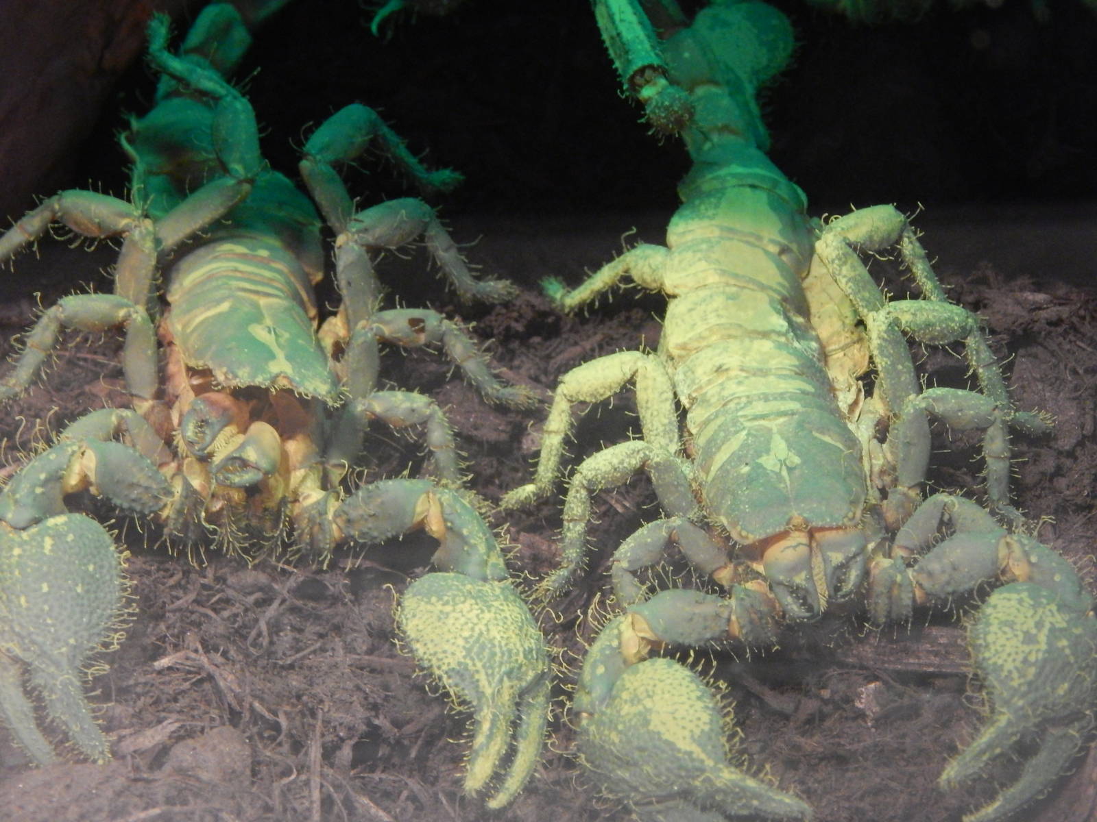 Festival of Lights 2013 - World of the Insect - Glowing Emperor Scorpions