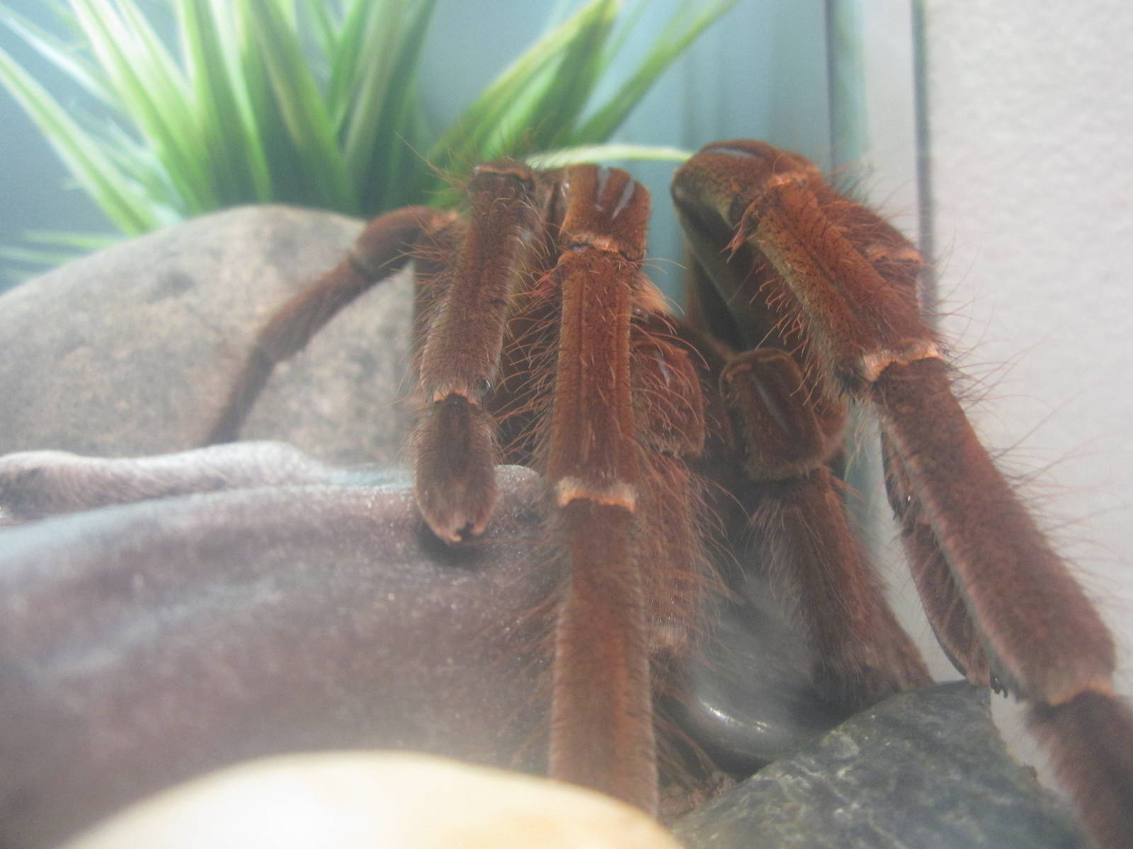 Festival of Lights 2013 - World of the Insect - Goliath Birdeater