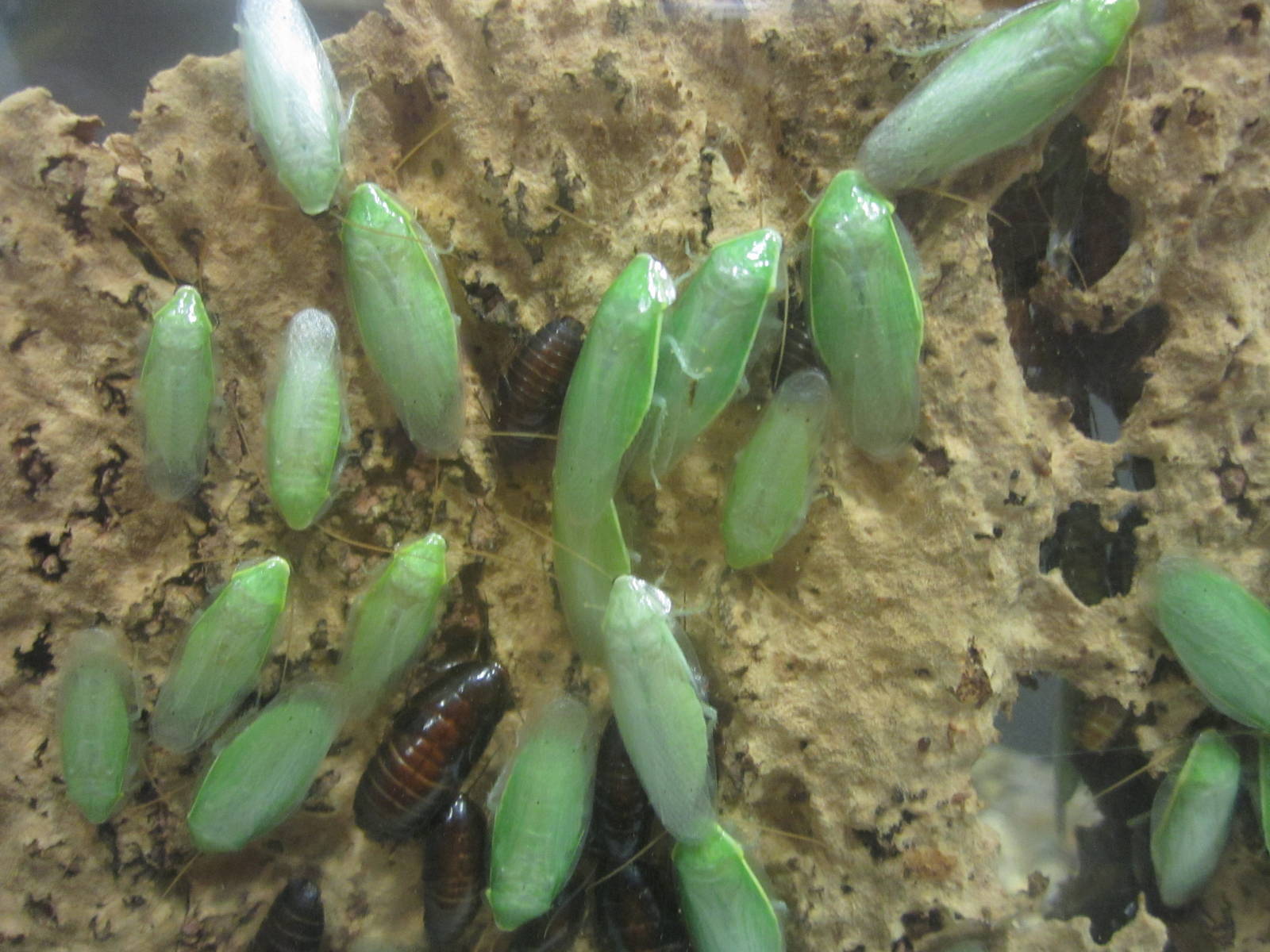 Festival of Lights 2013 - World of the Insect - Green Leaf Cockroaches