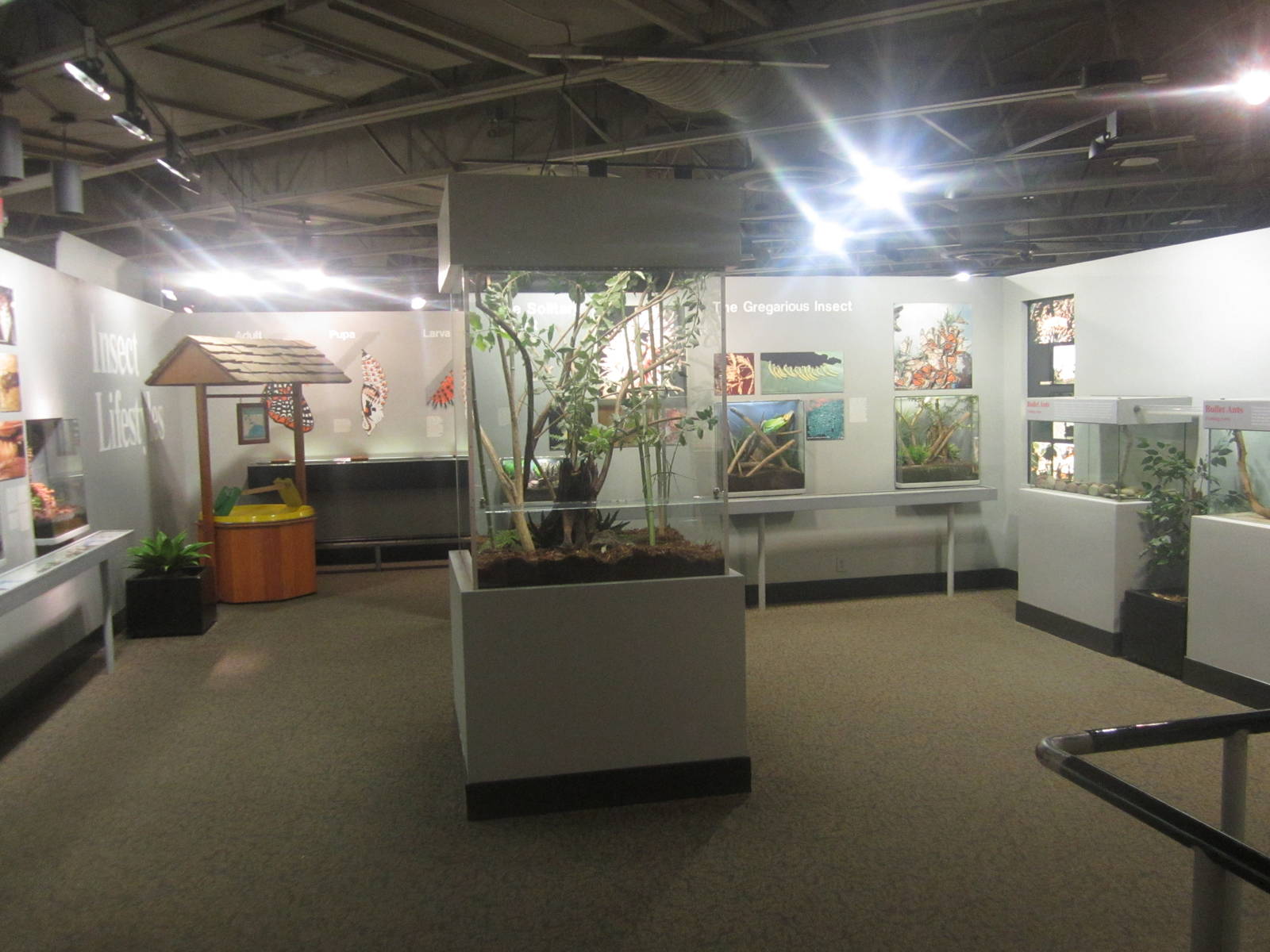 Festival of Lights 2013 - World of the Insect - Insect Lifestyles Section