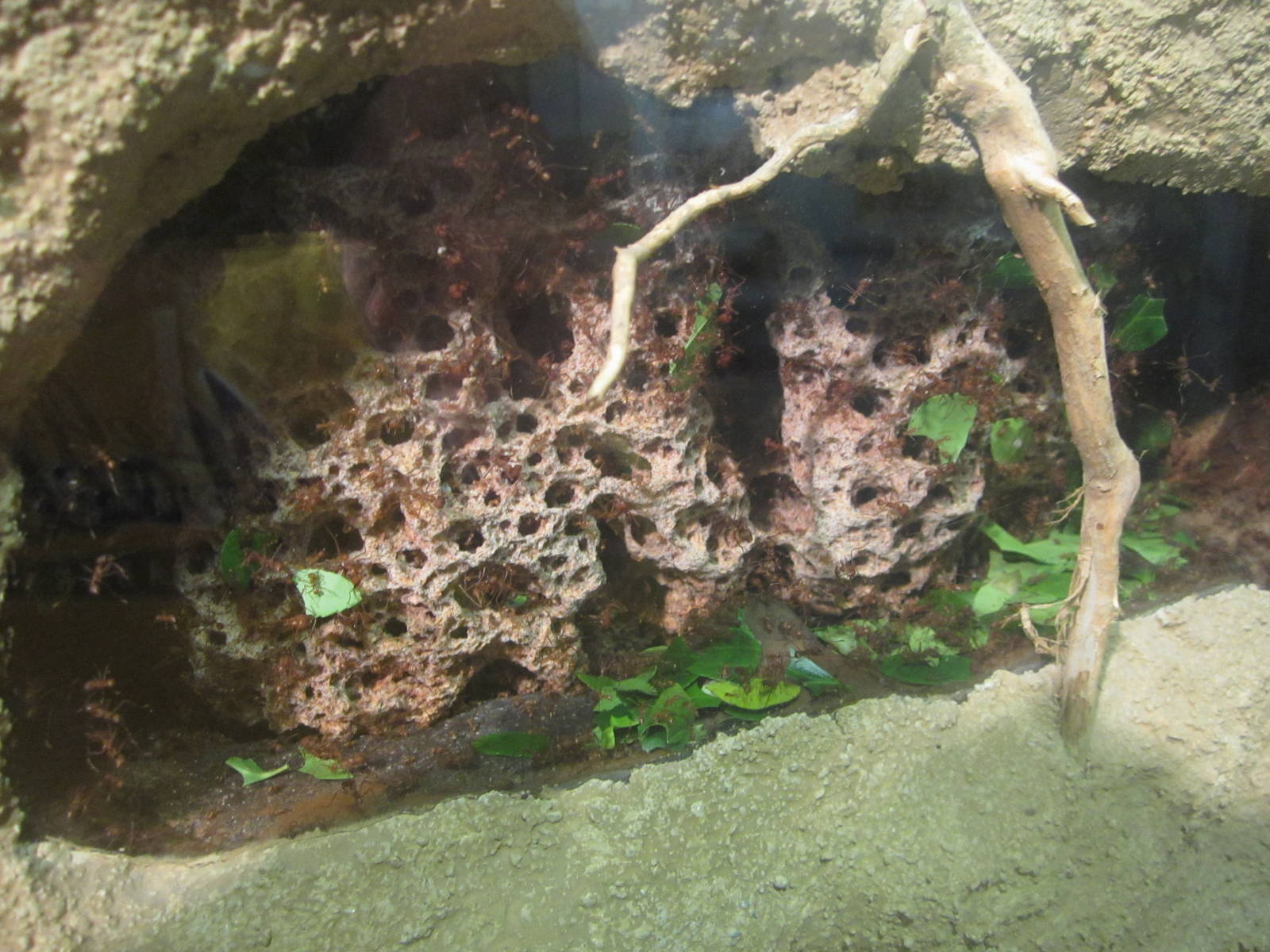 Festival of Lights 2013 - World of the Insect - Leaf-cutter Ants