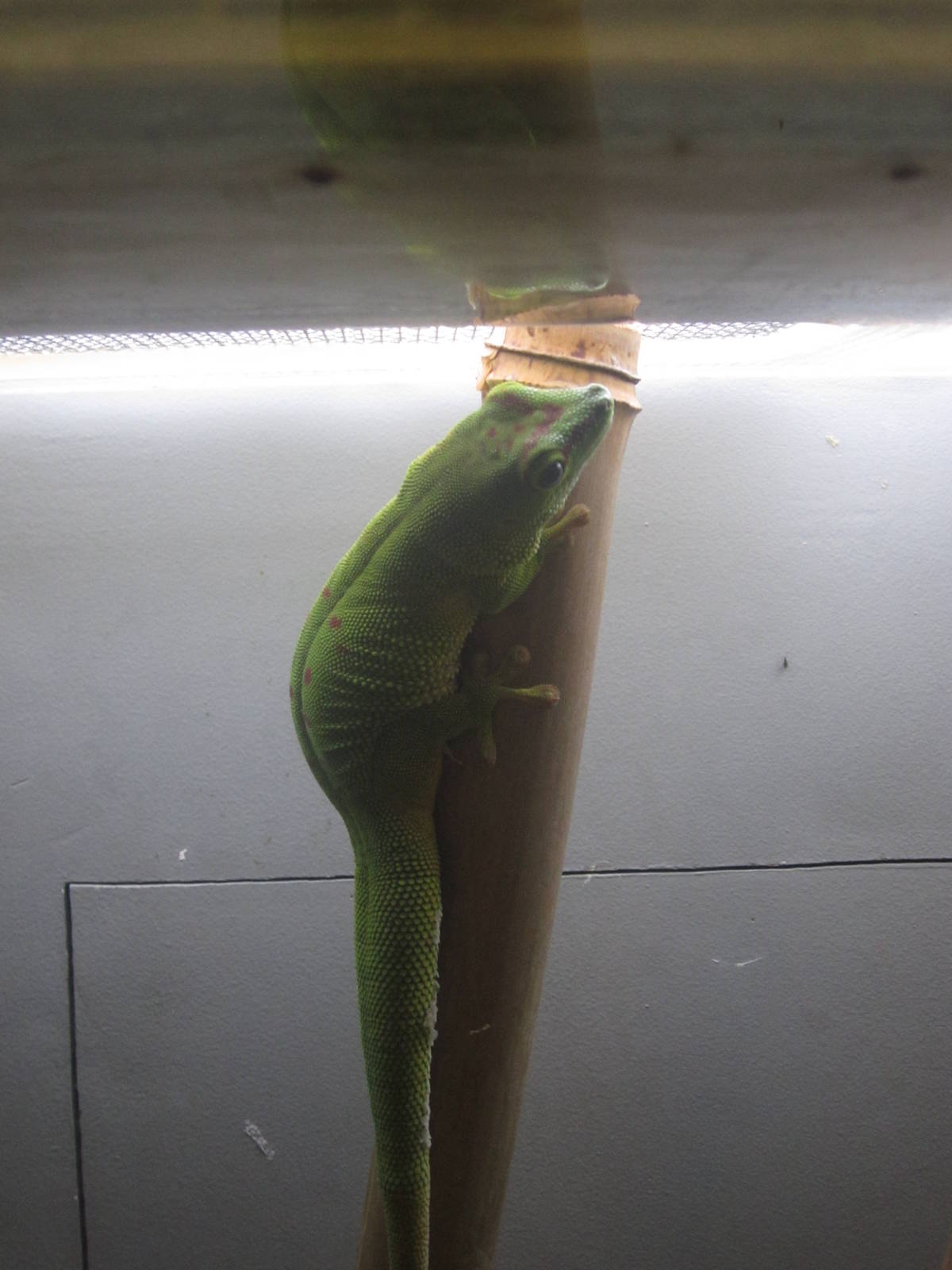 Festival of Lights 2013 - World of the Insect - Madagascar Giant Day Gecko