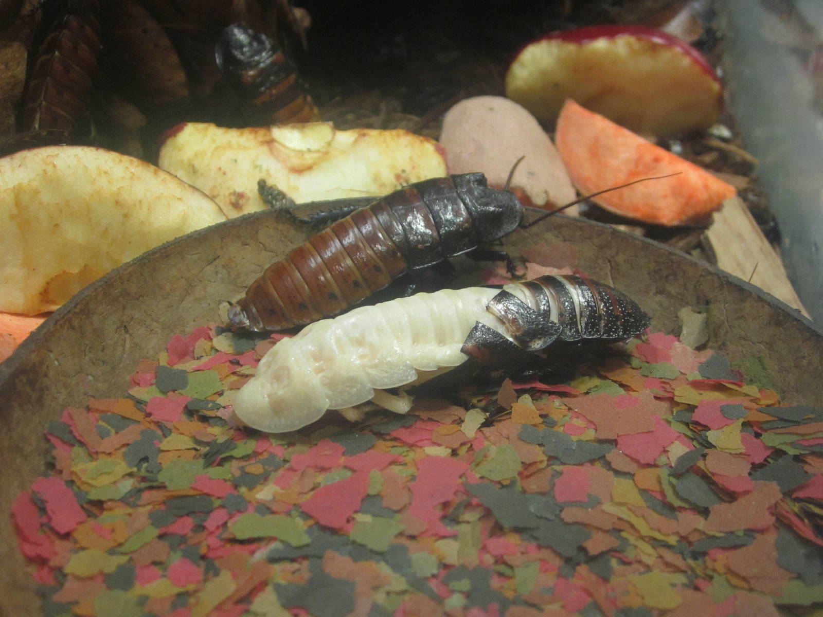 Festival of Lights 2013 - World of the Insect - Madagascar Hissing Cockroac