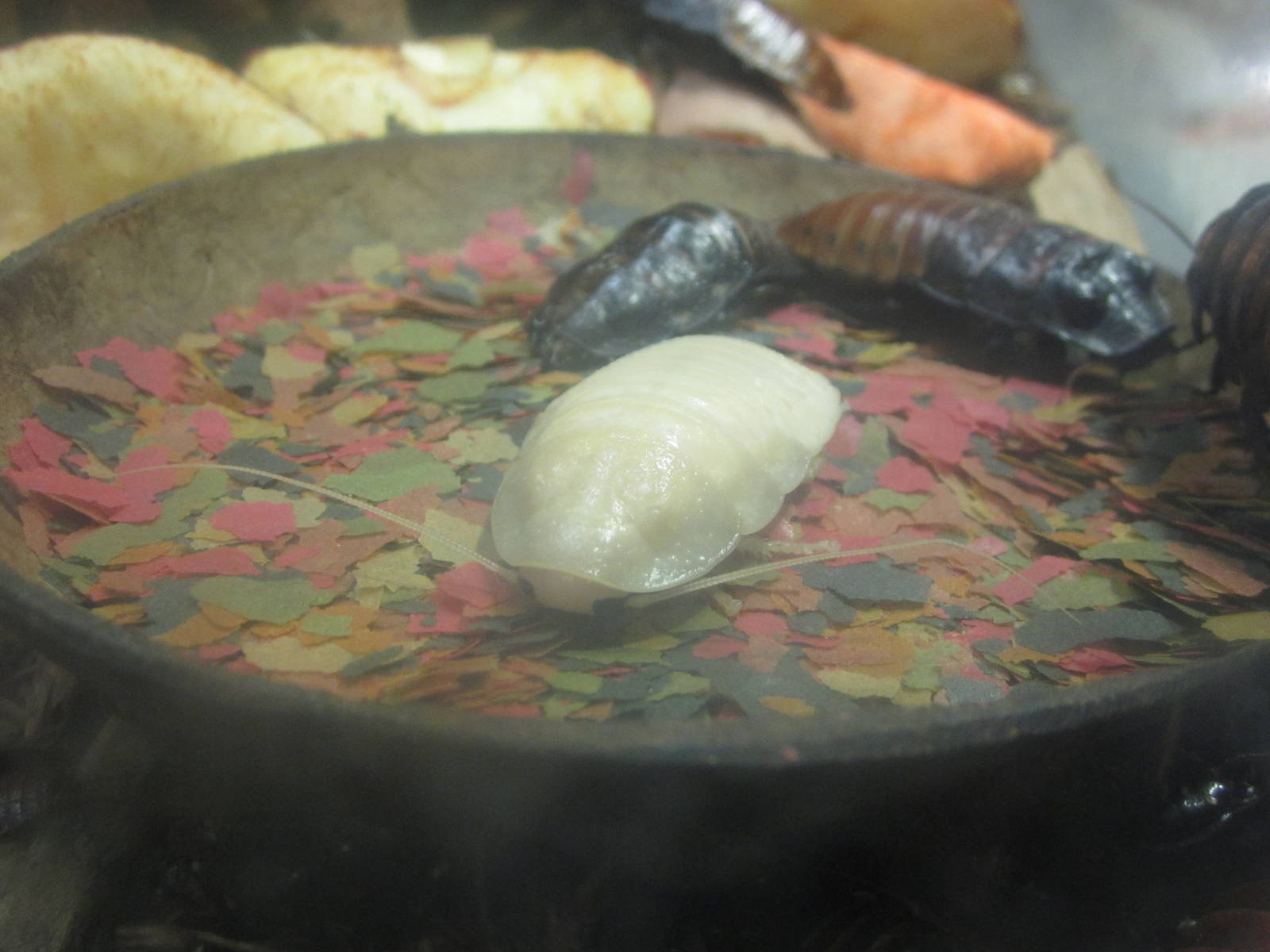 Festival of Lights 2013 - World of the Insect - Madagascar Hissing Cockroac