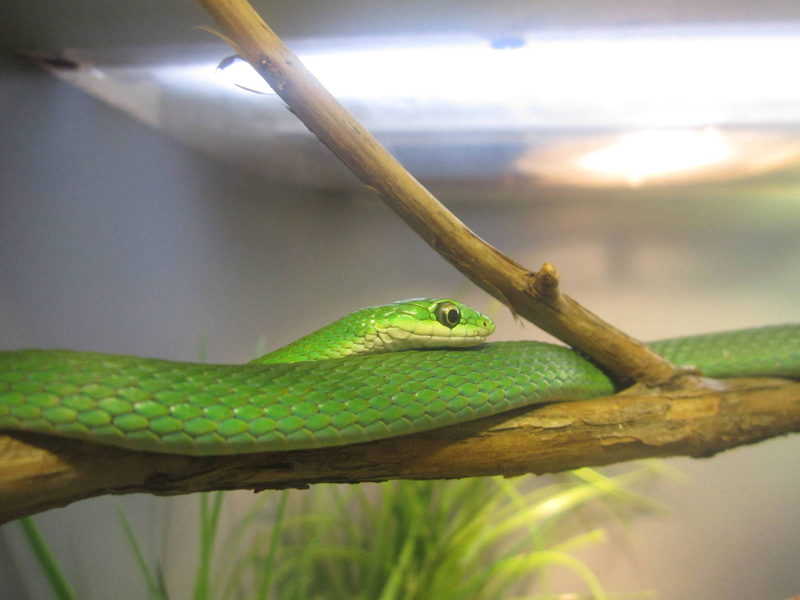 Festival of Lights 2013 - World of the Insect - Rough Green Snake