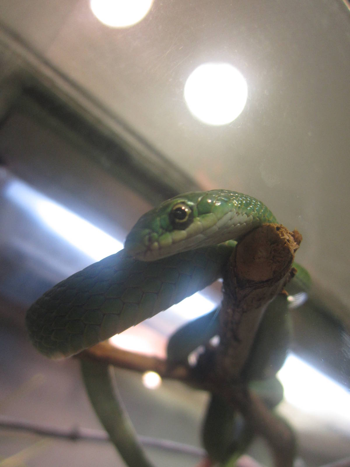 Festival of Lights 2013 - World of the Insect - Rough Green Snake