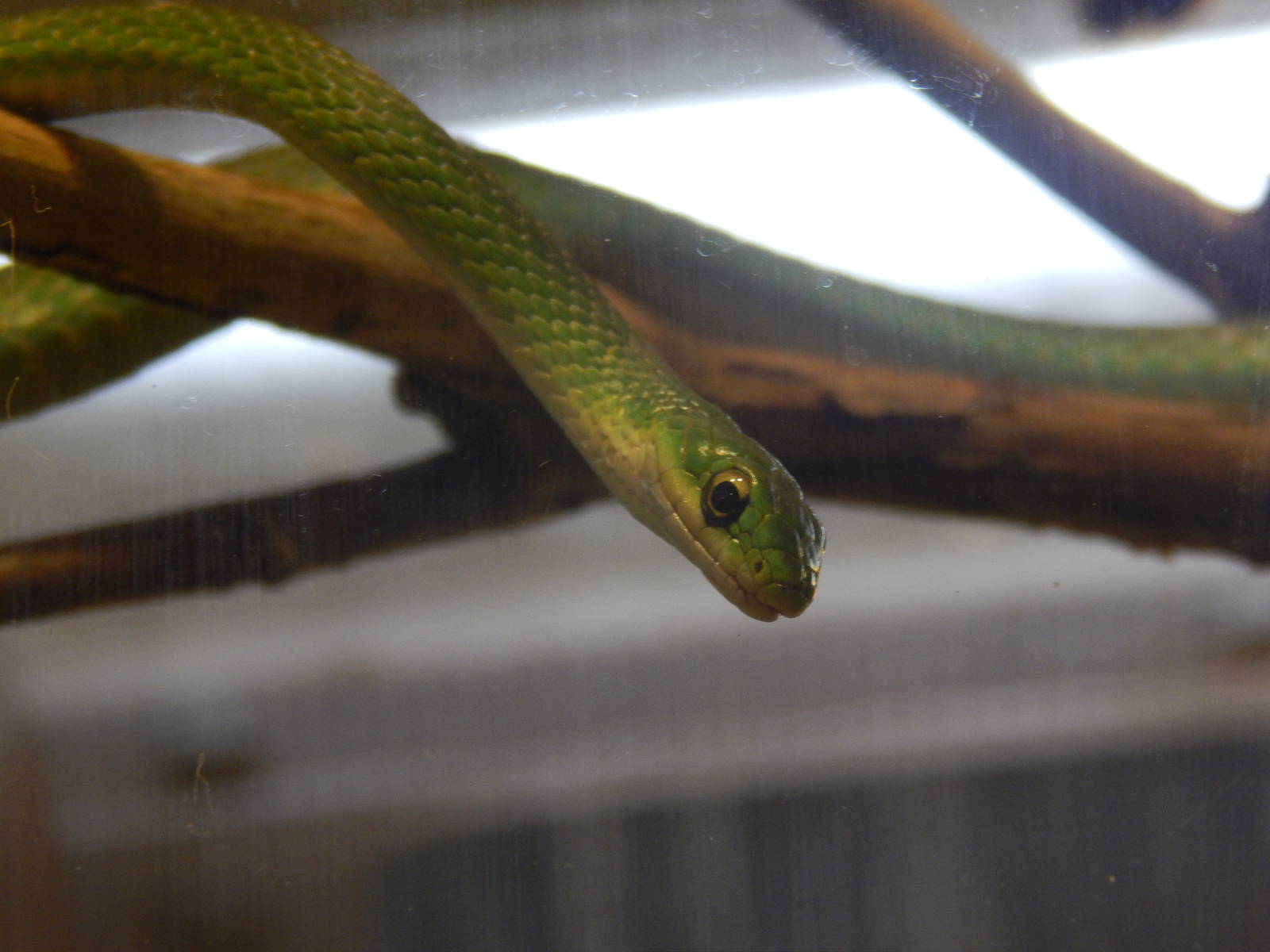Festival of Lights 2013 - World of the Insect - Rough Green Snake