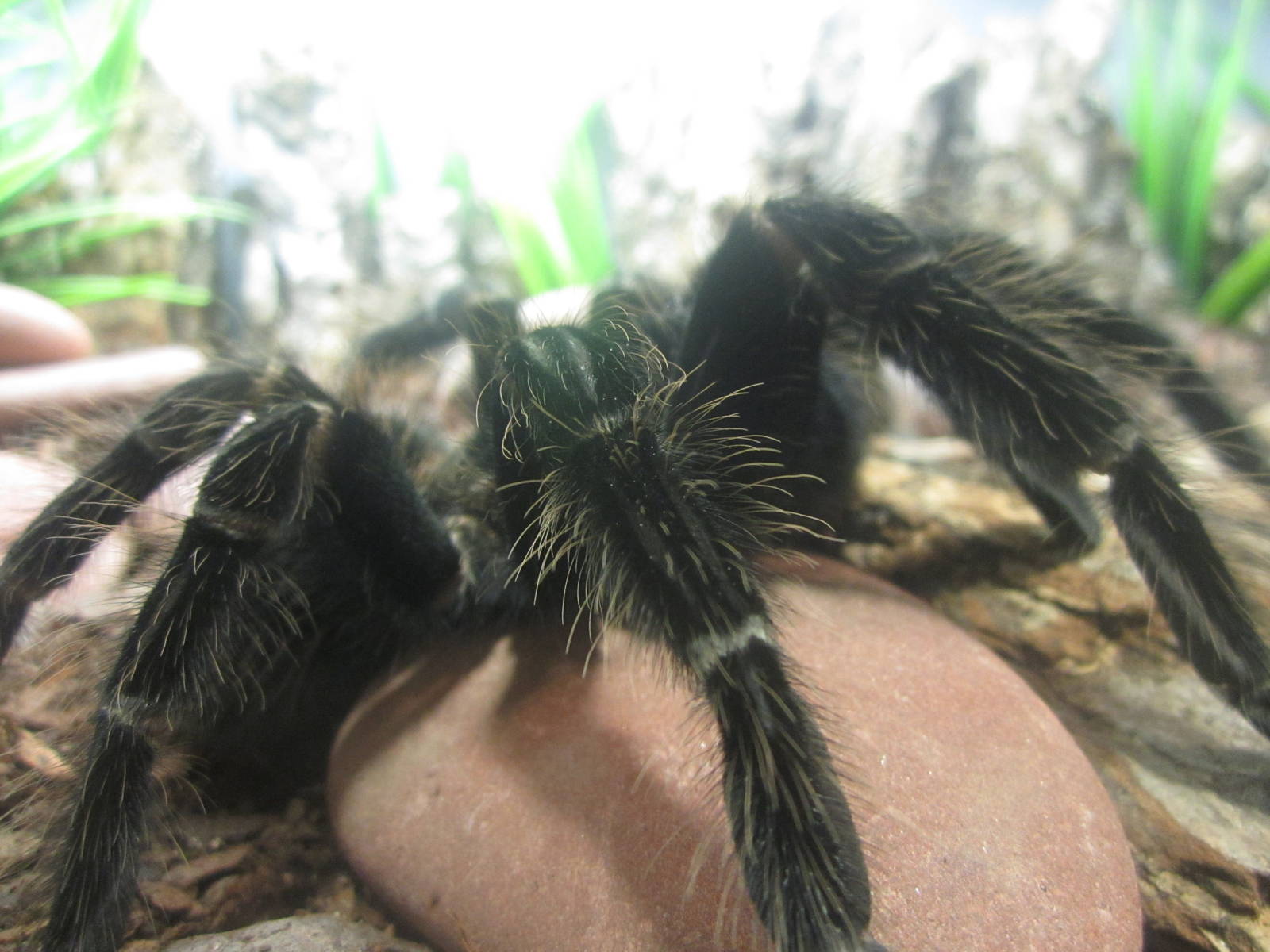 Festival of Lights 2013 - World of the Insect - Salmon-pink Birdeater