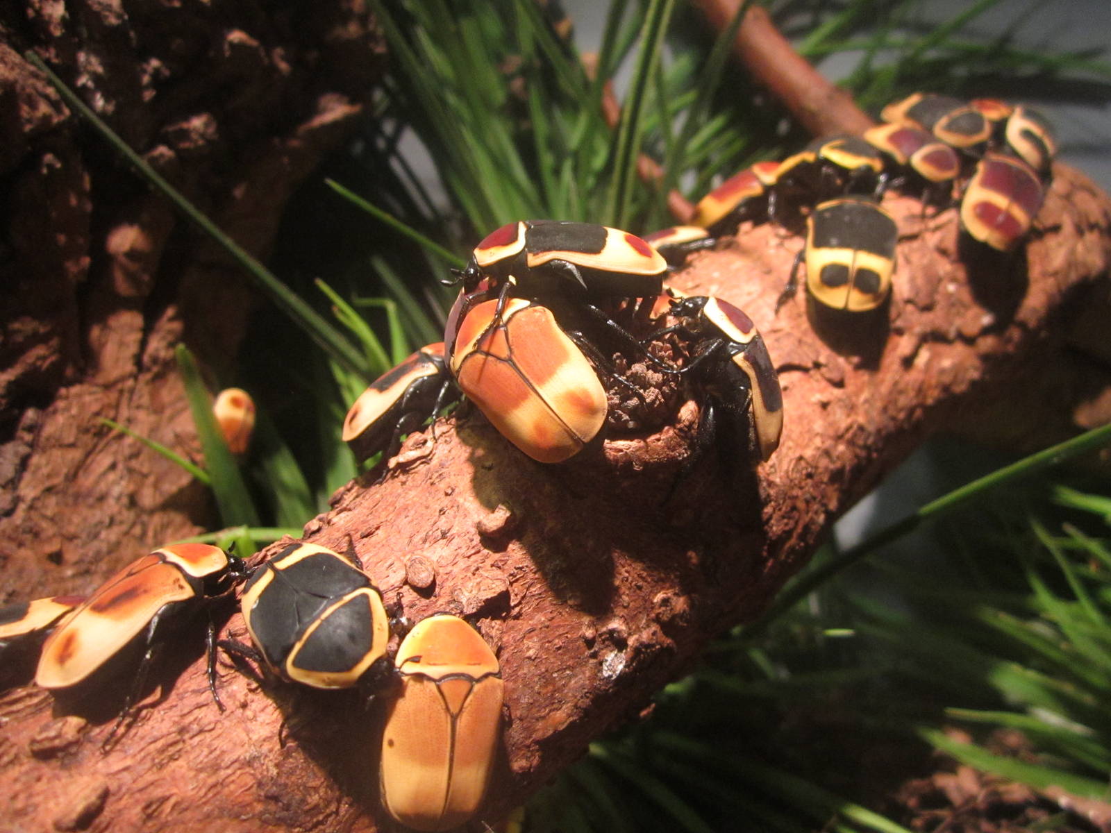 Festival of Lights 2013 - World of the Insect - Taxi-cab Beetles