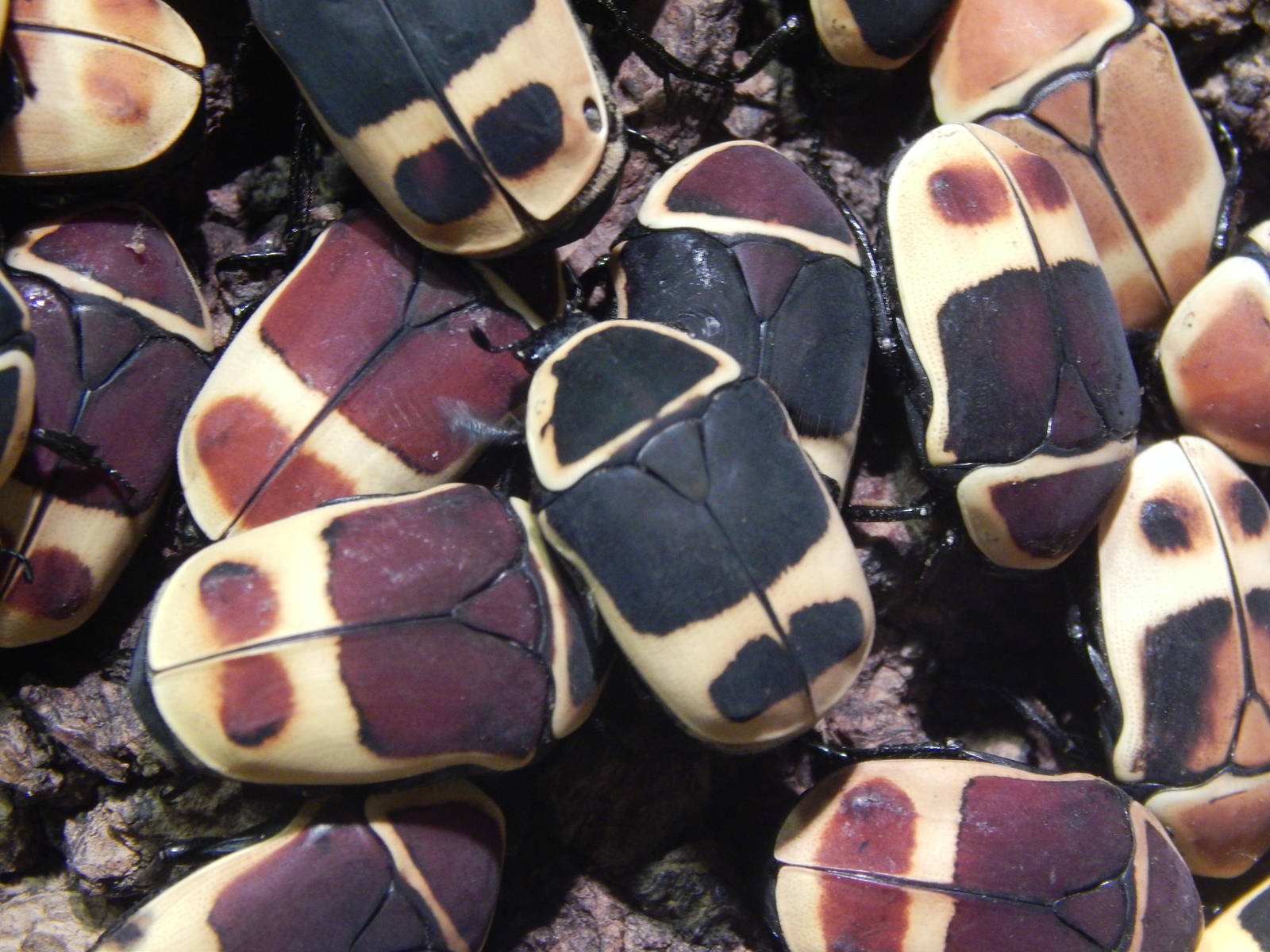 Festival of Lights 2013 - World of the Insect - Taxi-cab Beetles