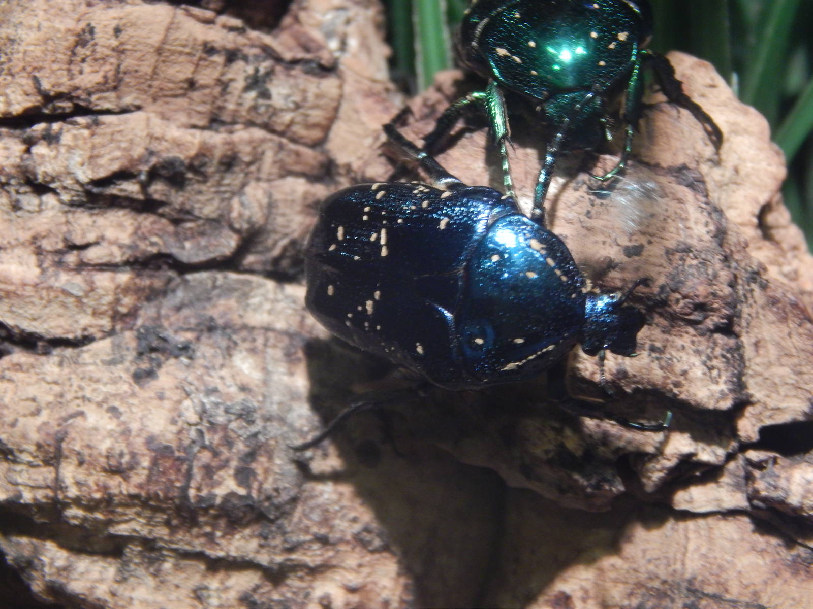Festival of Lights 2013 - World of the Insect - Tin Foil Beetle