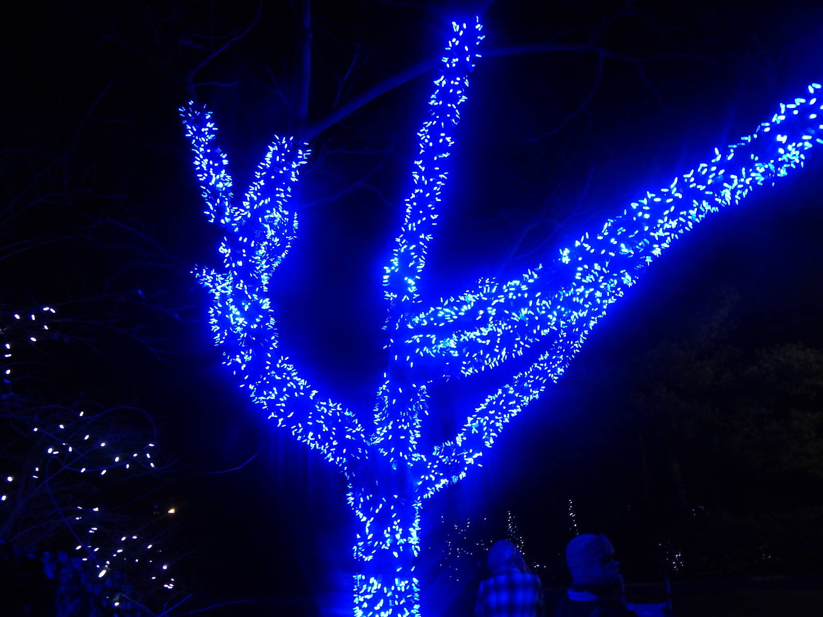 Festival of Lights 2013