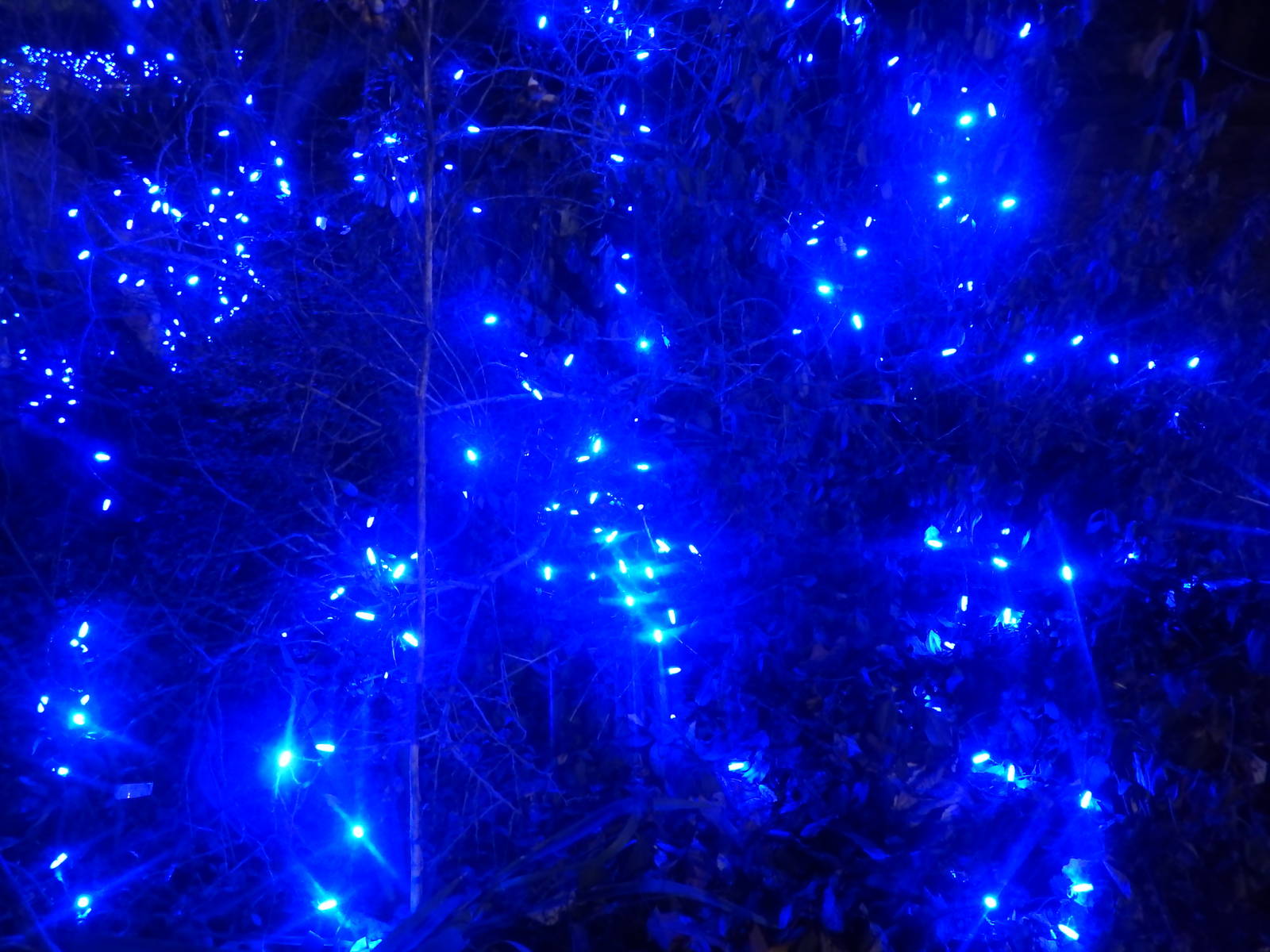 Festival of Lights 2013