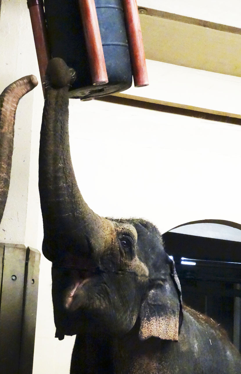 Festival of Lights 2015 - Elephant House - Jati