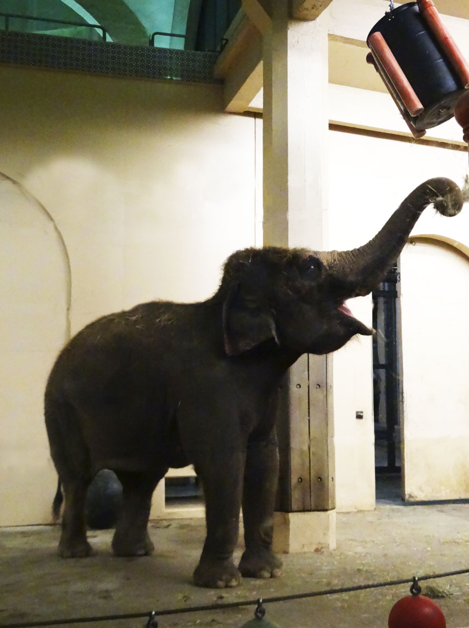 Festival of Lights 2015 - Elephant House - Jati