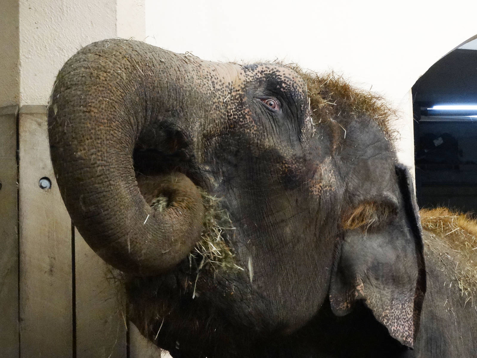 Festival of Lights 2015 - Elephant House - Jati