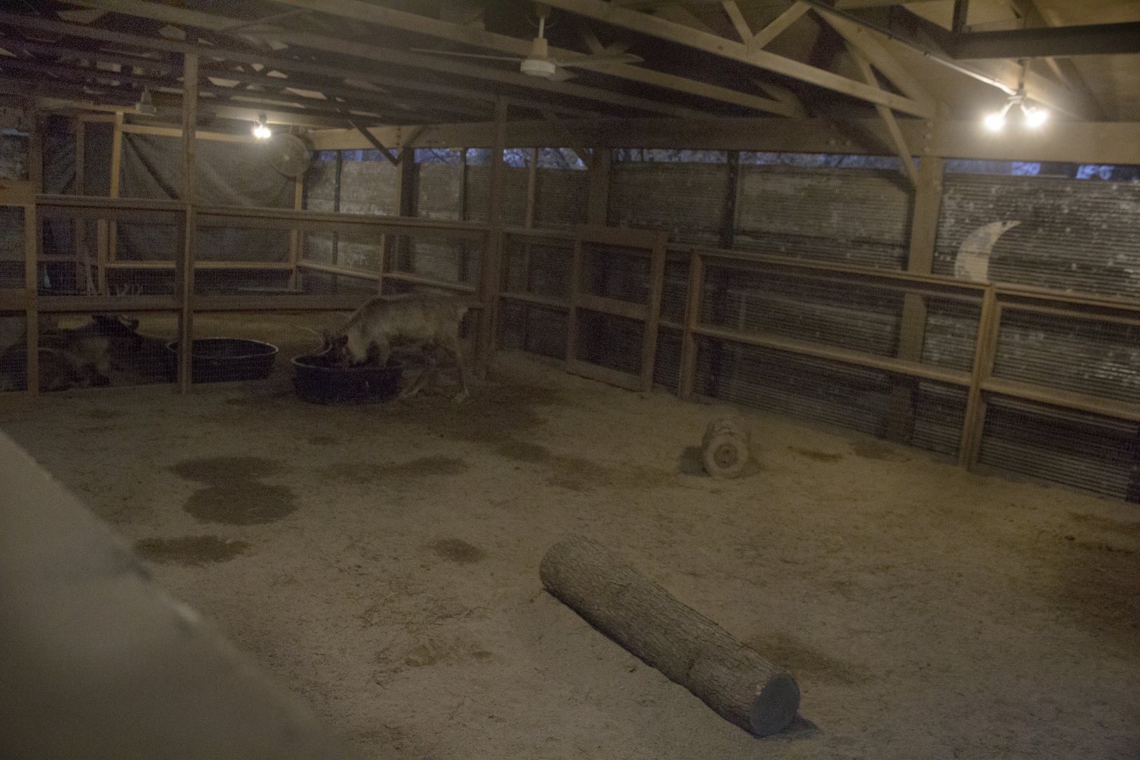 Festival of Lights 2016 - Caribou Exhibit (Temporary)