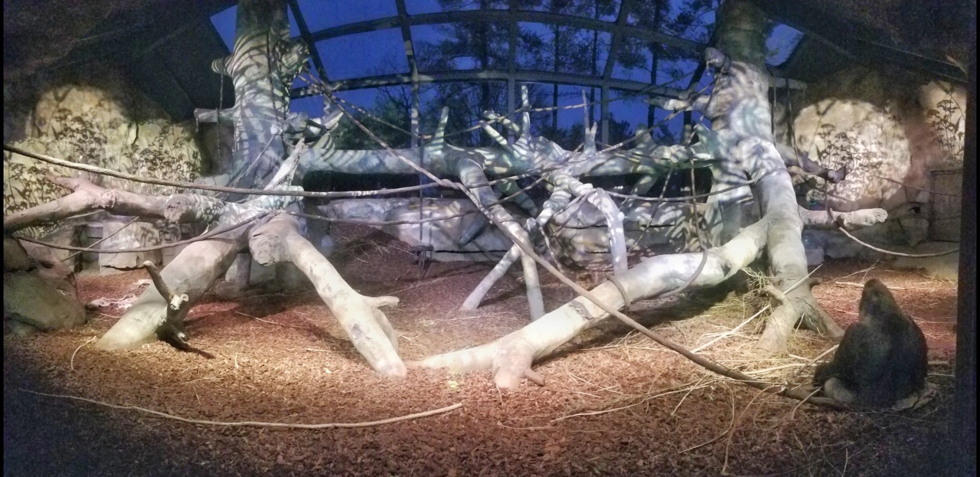 Festival of Lights 2018 - Gorilla World - Indoor Gorilla Exhibit Pano