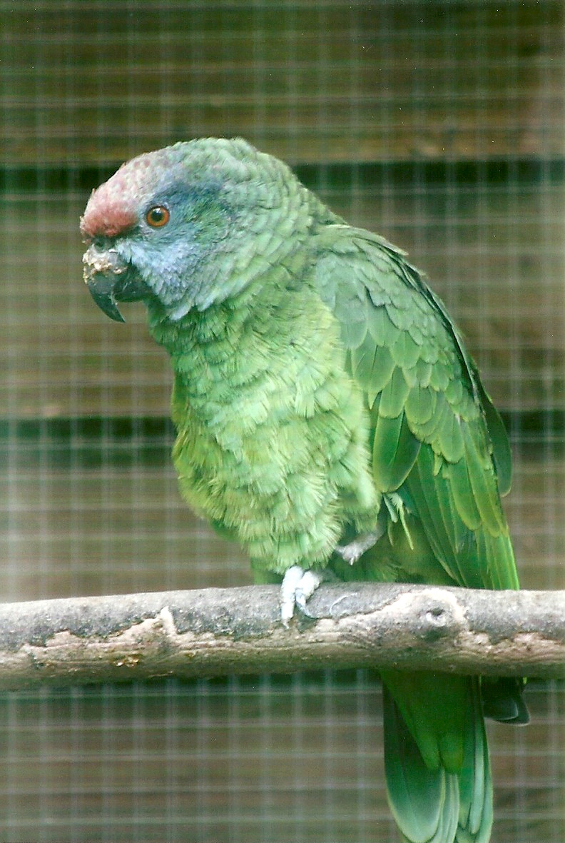 Festive Amazon 12th September 2012