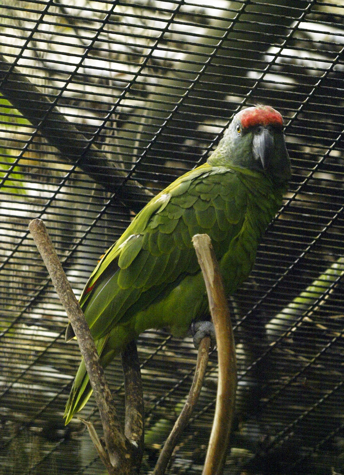 Festive Amazon (Amazona festiva)