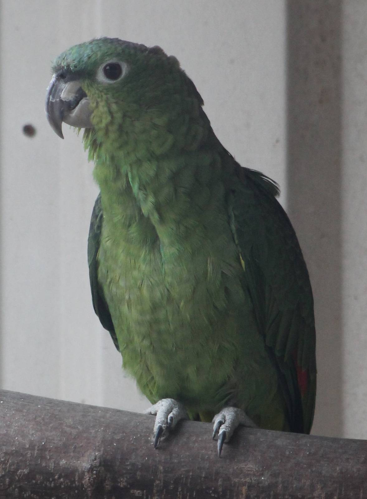 festive amazon parrot subspecies
