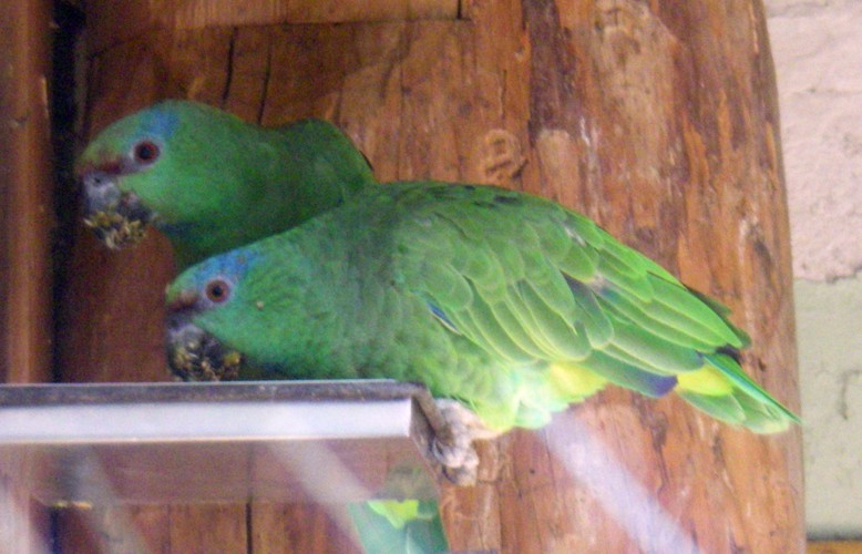 Festive Amazons (Amazona festiva)