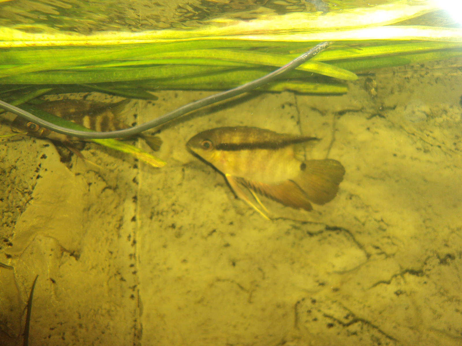 Festive Cichlid (Mesonauta festivus)