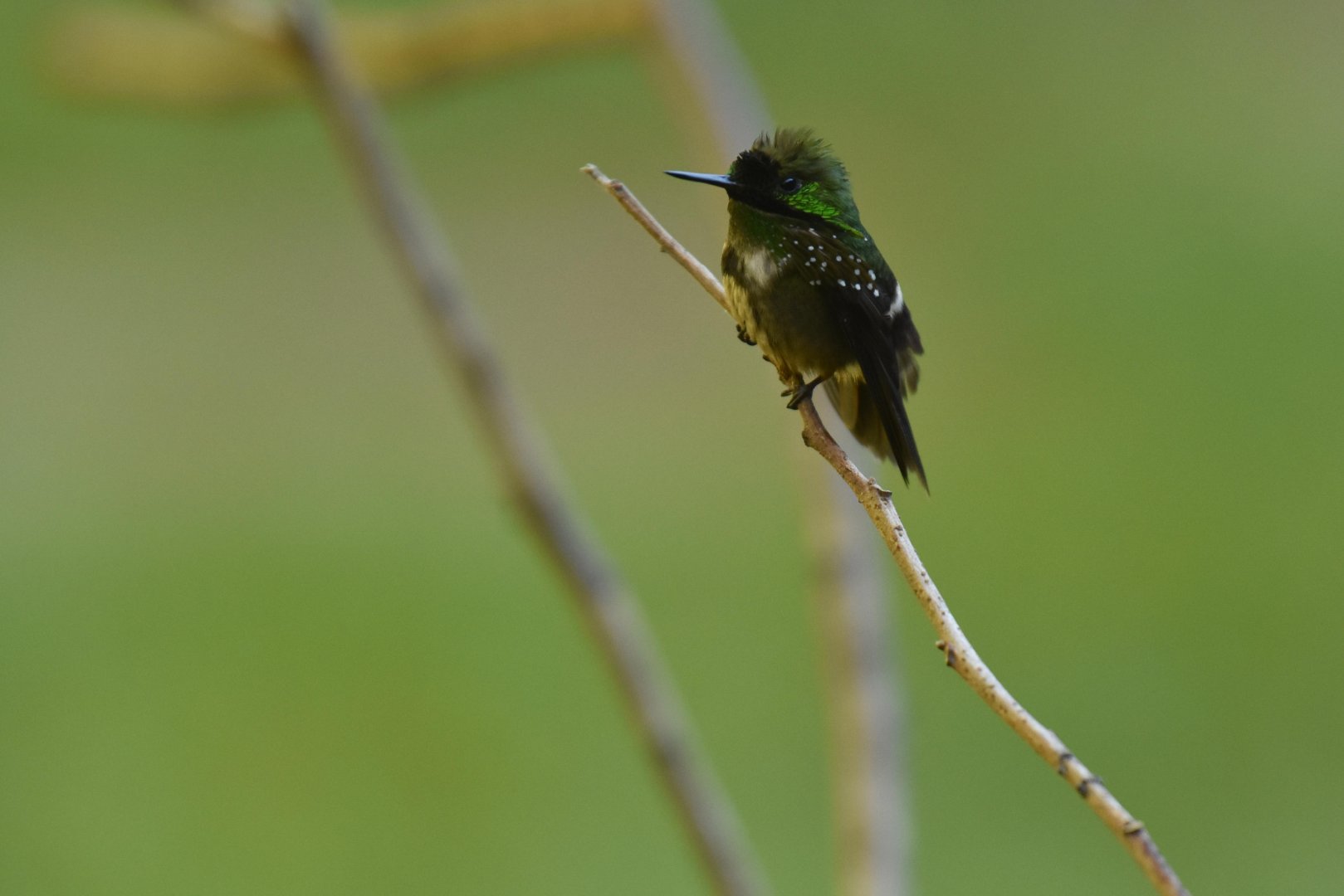 Festive Coquette (Lophornis chalybeus)