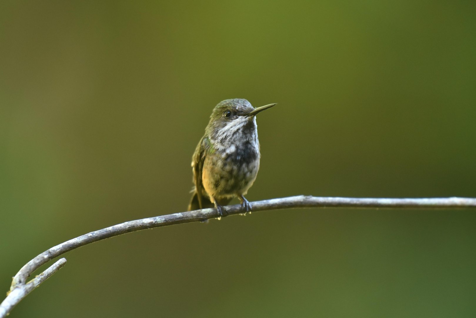 Festive Coquette (Lophornis chalybeus)
