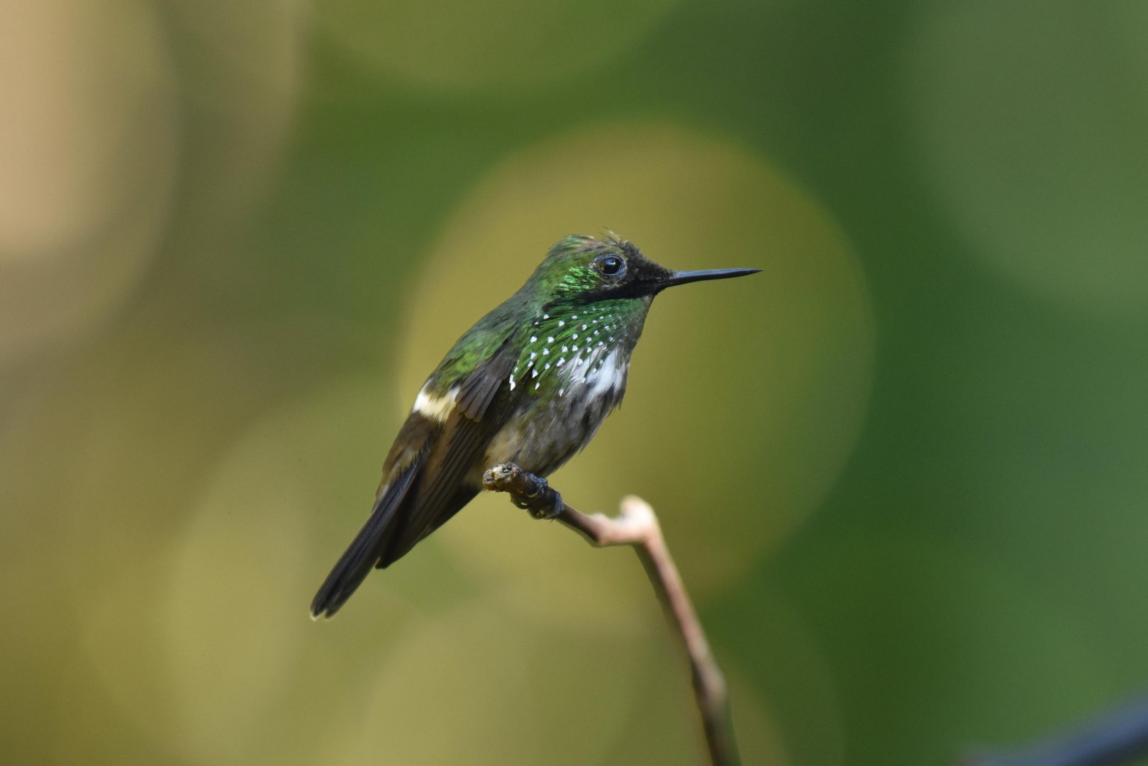 Festive Coquette (Lophornis chalybeus)