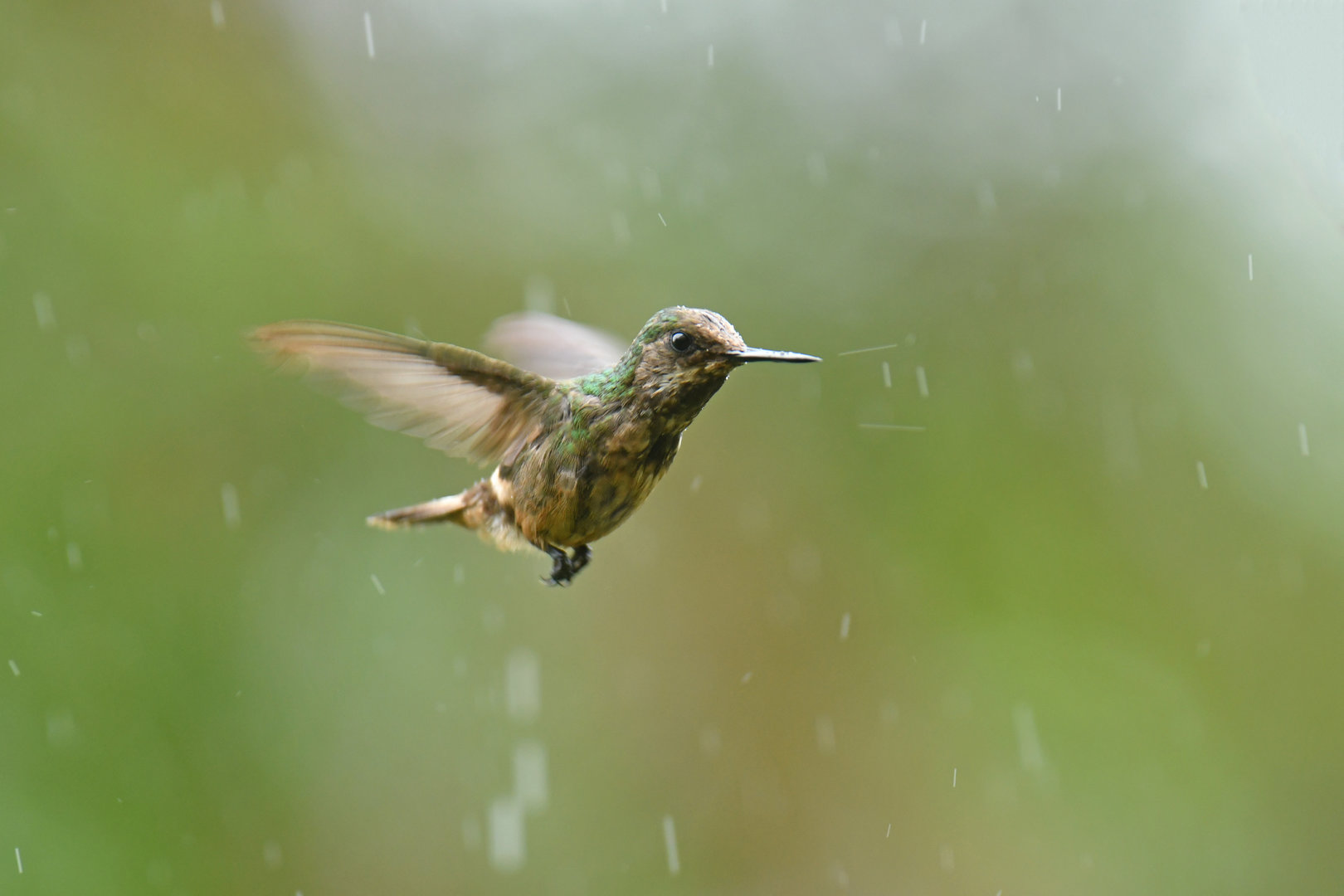 Festive Coquette Lophornis chalybeus
